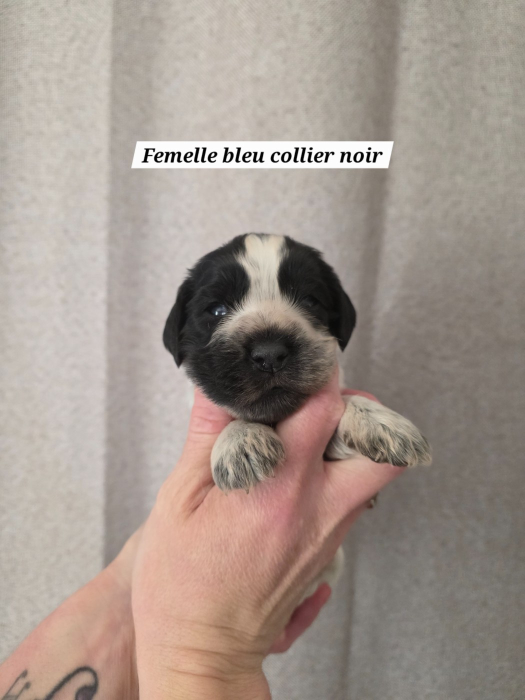 Du Domaine De L'Eternel Filou - Chiots disponibles - Cocker Spaniel Anglais