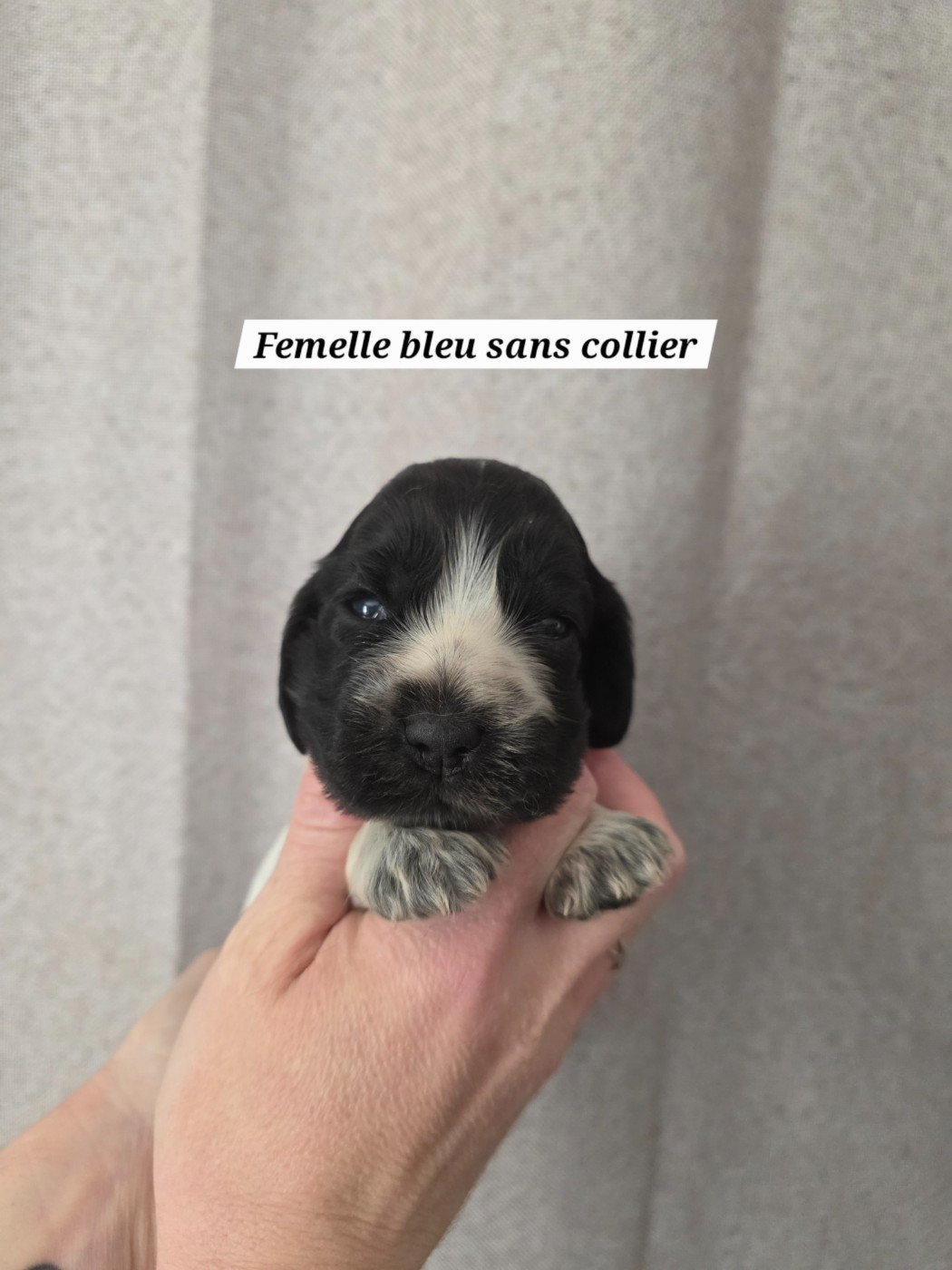 Du Domaine De L'Eternel Filou - Chiots disponibles - Cocker Spaniel Anglais
