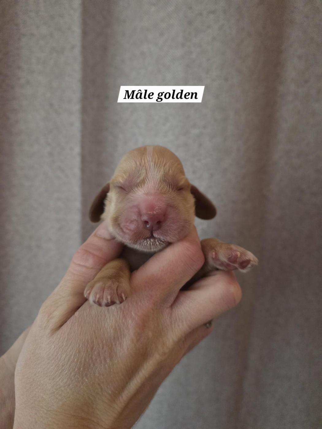 Du Domaine De L'Eternel Filou - Chiots disponibles - Cocker Spaniel Anglais