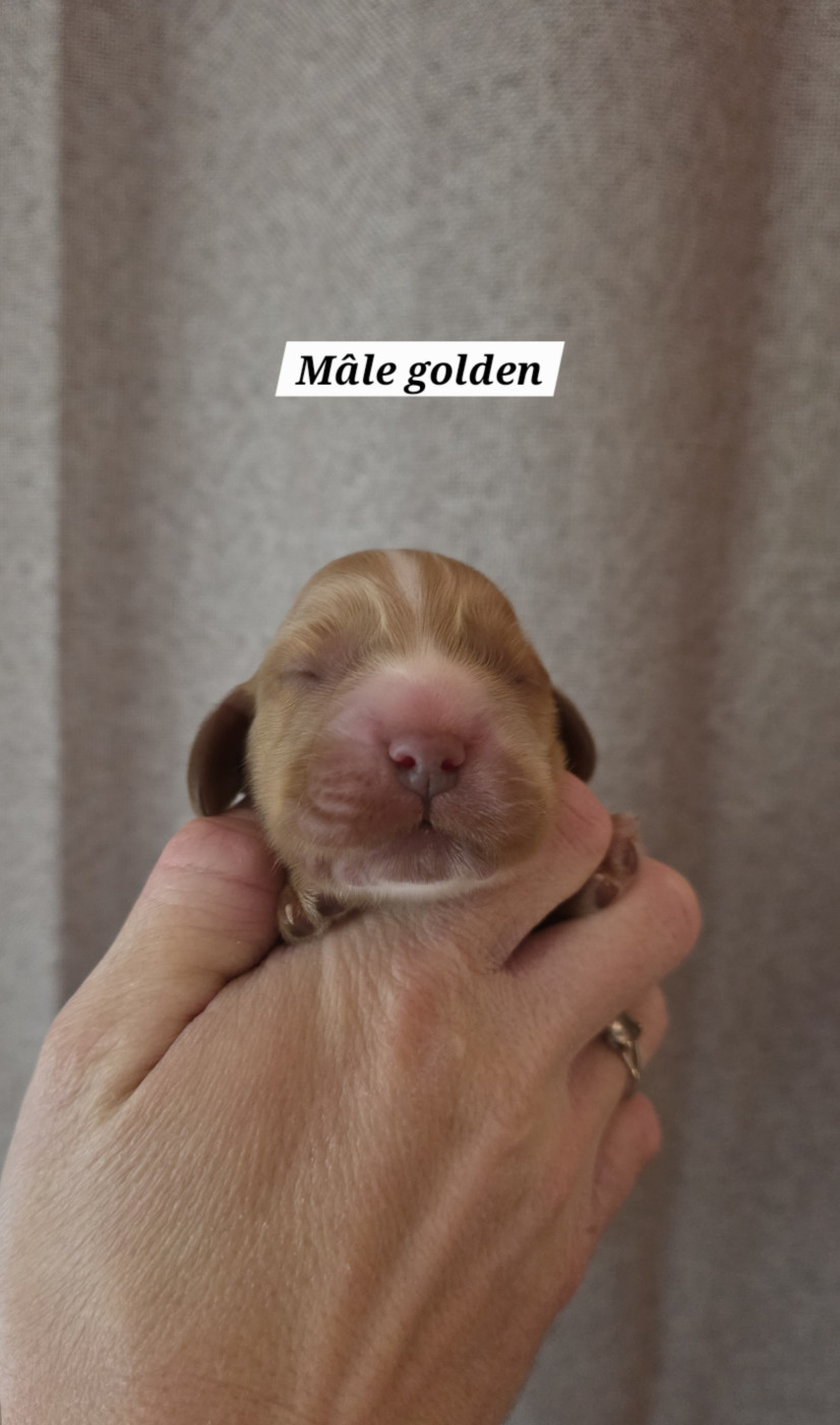 Du Domaine De L'Eternel Filou - Chiots disponibles - Cocker Spaniel Anglais