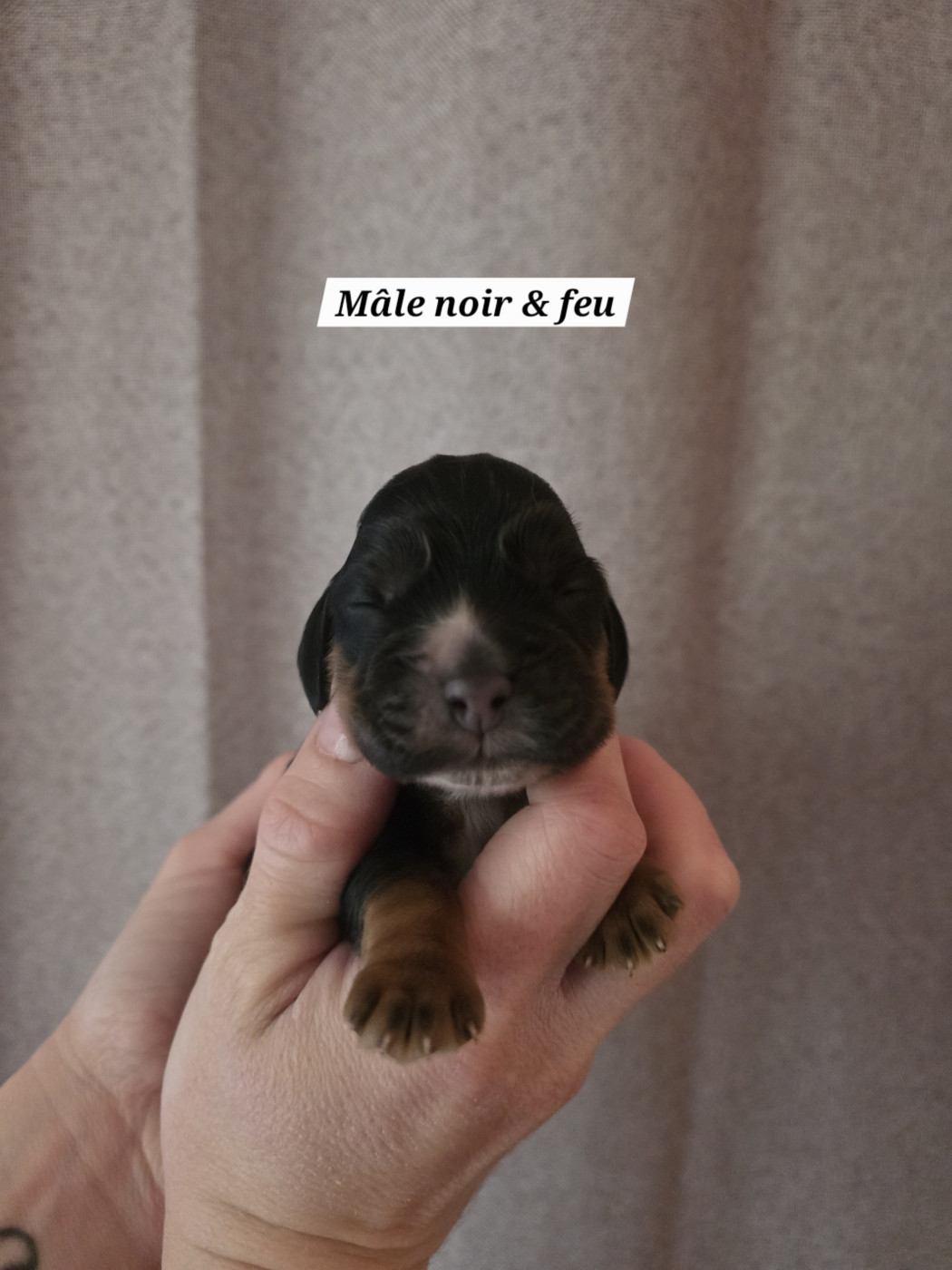Du Domaine De L'Eternel Filou - Chiots disponibles - Cocker Spaniel Anglais