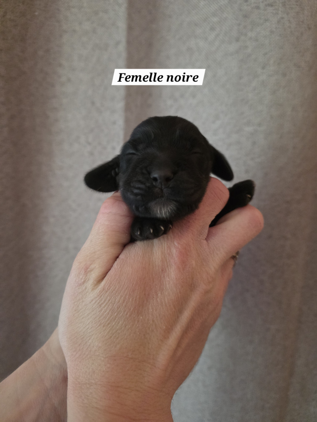 Du Domaine De L'Eternel Filou - Chiots disponibles - Cocker Spaniel Anglais