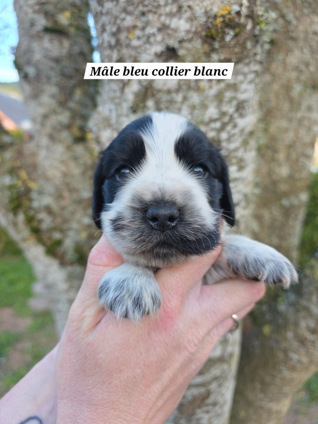 Du Domaine De L'Eternel Filou - Chiots disponibles - Cocker Spaniel Anglais