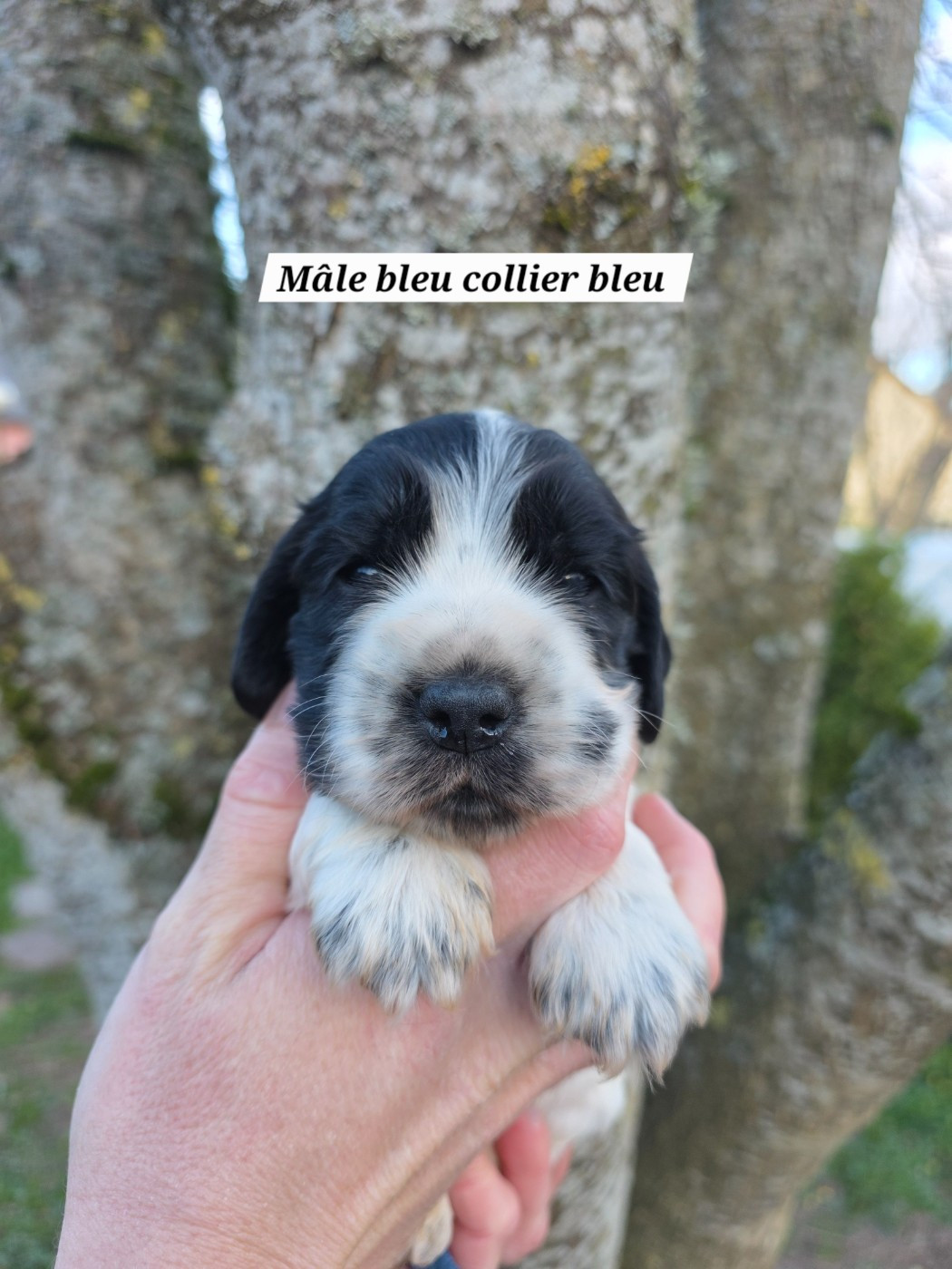 Du Domaine De L'Eternel Filou - Chiots disponibles - Cocker Spaniel Anglais