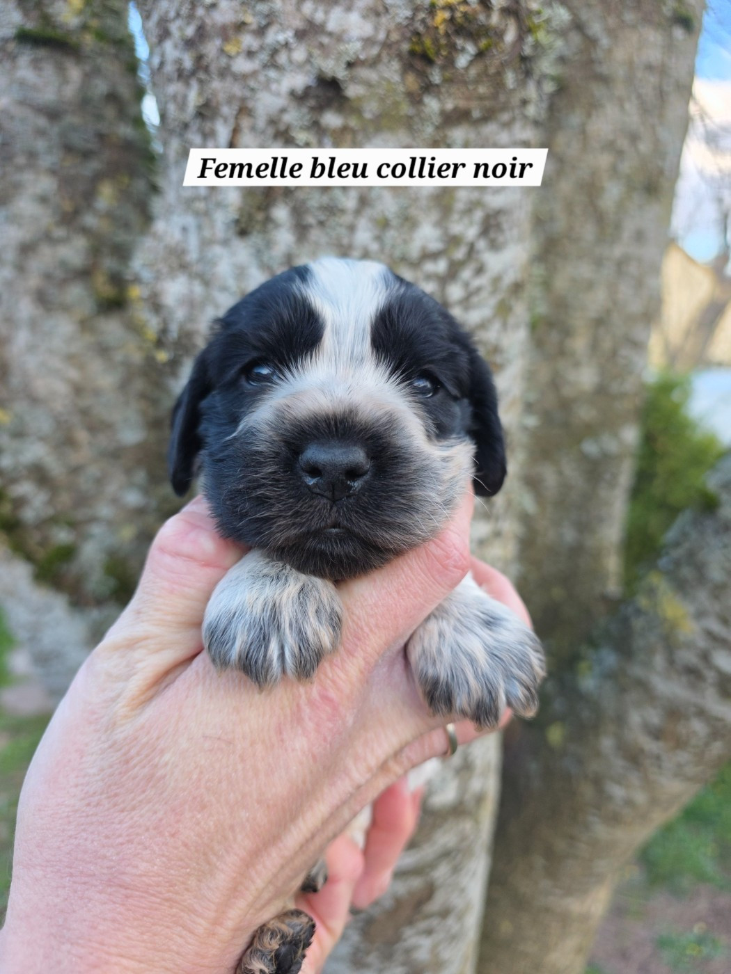 Du Domaine De L'Eternel Filou - Chiots disponibles - Cocker Spaniel Anglais