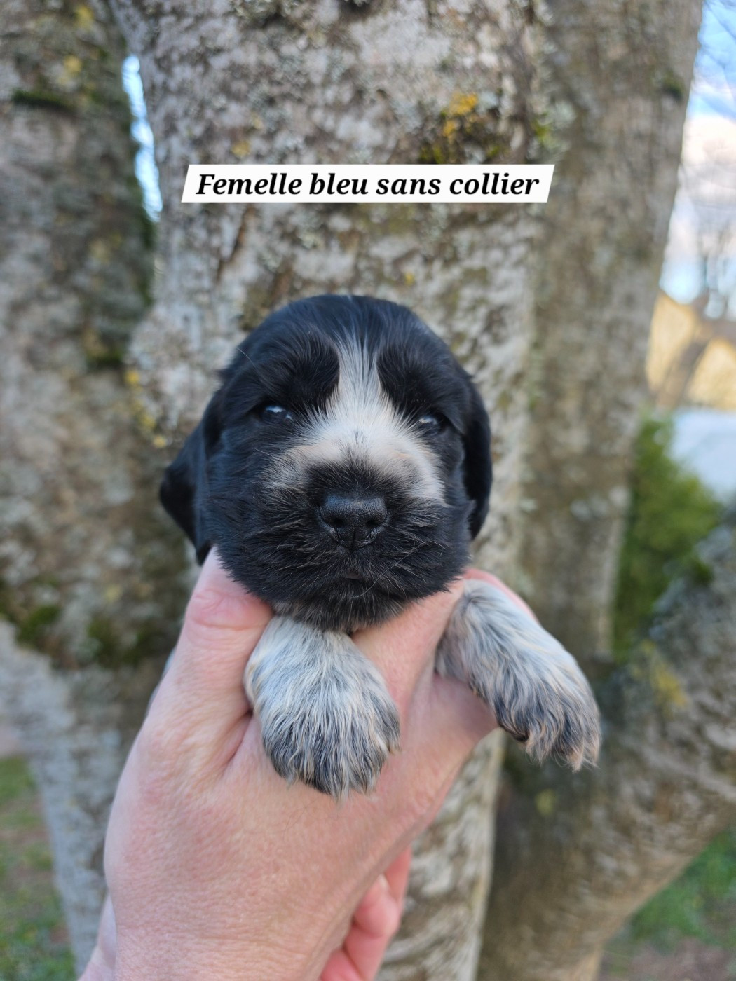 Du Domaine De L'Eternel Filou - Chiots disponibles - Cocker Spaniel Anglais