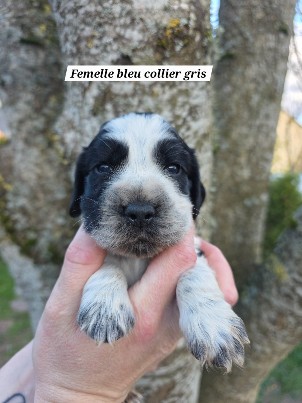 Du Domaine De L'Eternel Filou - Chiots disponibles - Cocker Spaniel Anglais