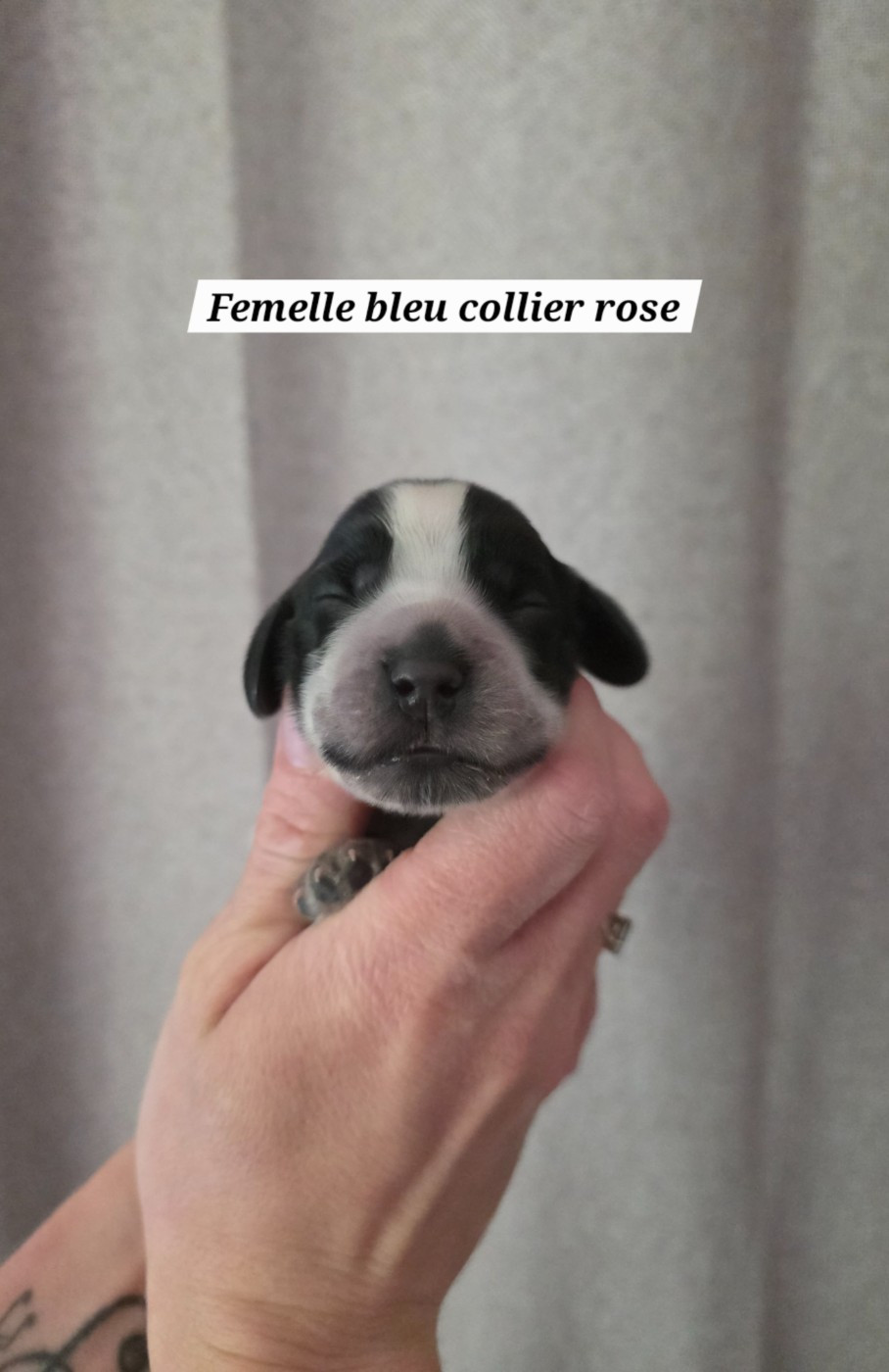 Du Domaine De L'Eternel Filou - Cocker Spaniel Anglais - Portée née le 02/05/2026