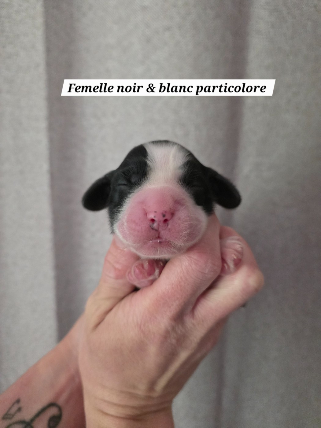 Du Domaine De L'Eternel Filou - Chiots disponibles - Cocker Spaniel Anglais