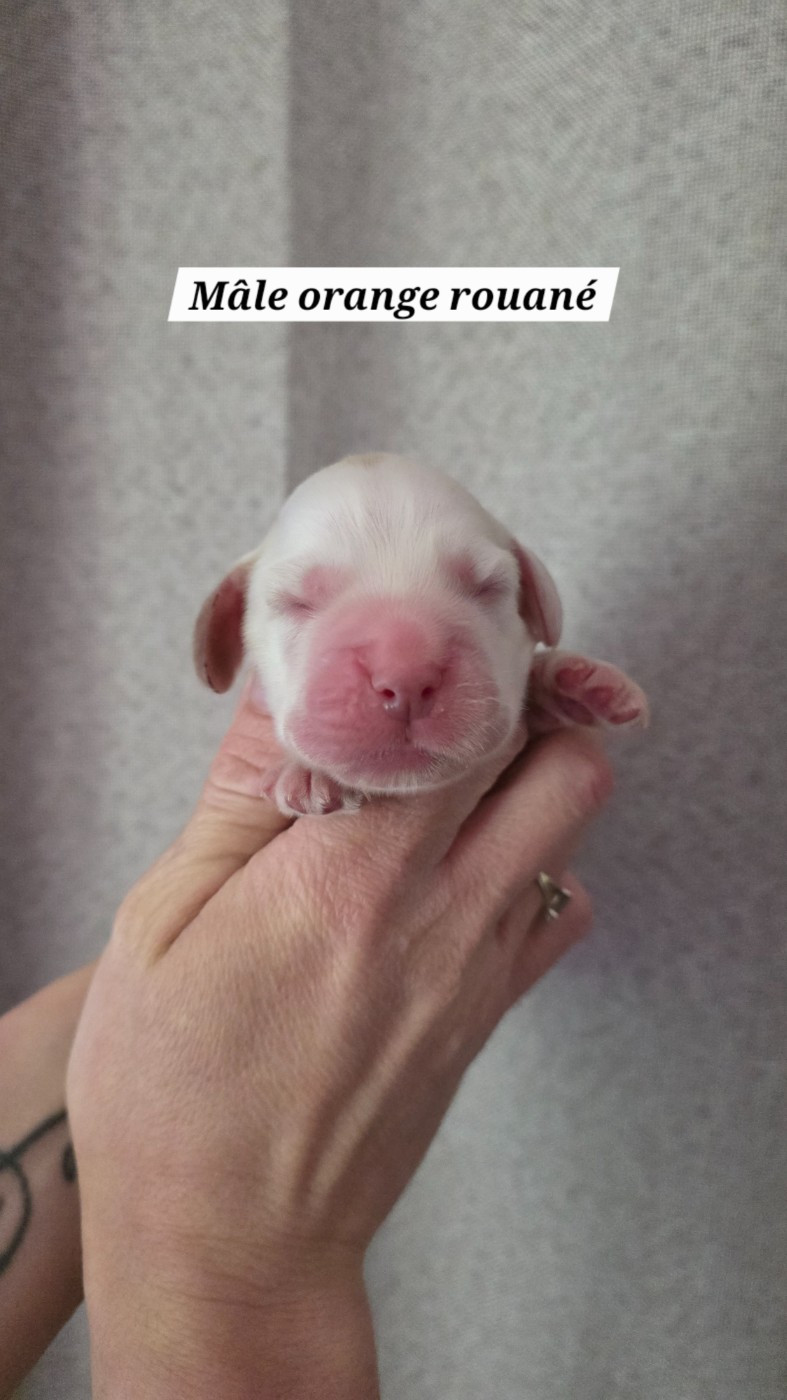 Du Domaine De L'Eternel Filou - Chiots disponibles - Cocker Spaniel Anglais