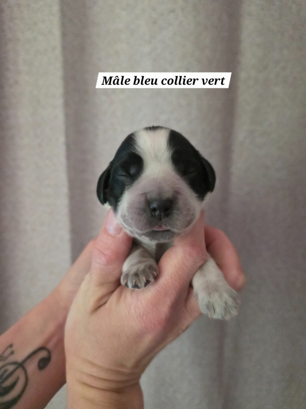 Du Domaine De L'Eternel Filou - Chiots disponibles - Cocker Spaniel Anglais