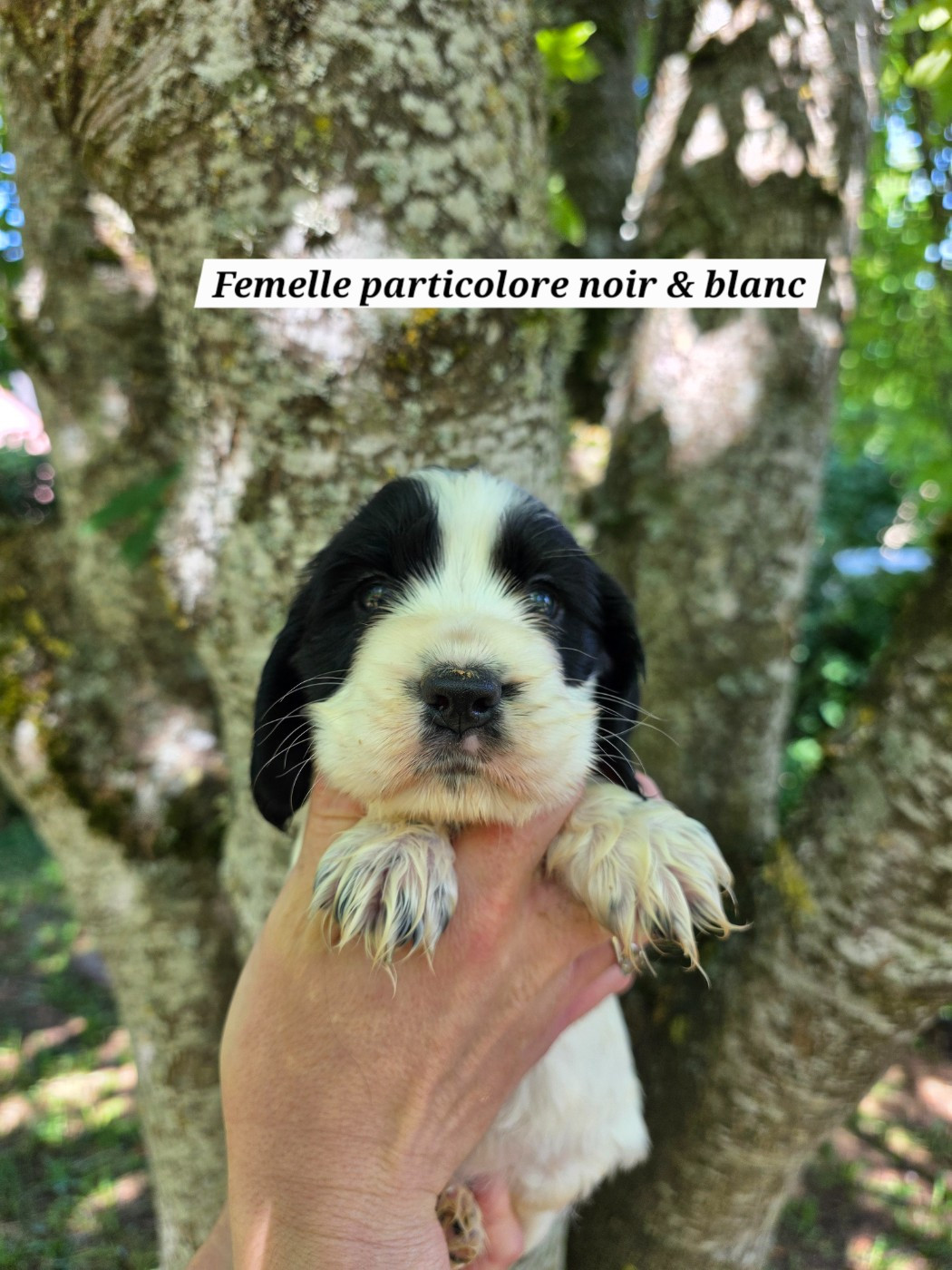 Du Domaine De L'Eternel Filou - Chiots disponibles - Cocker Spaniel Anglais