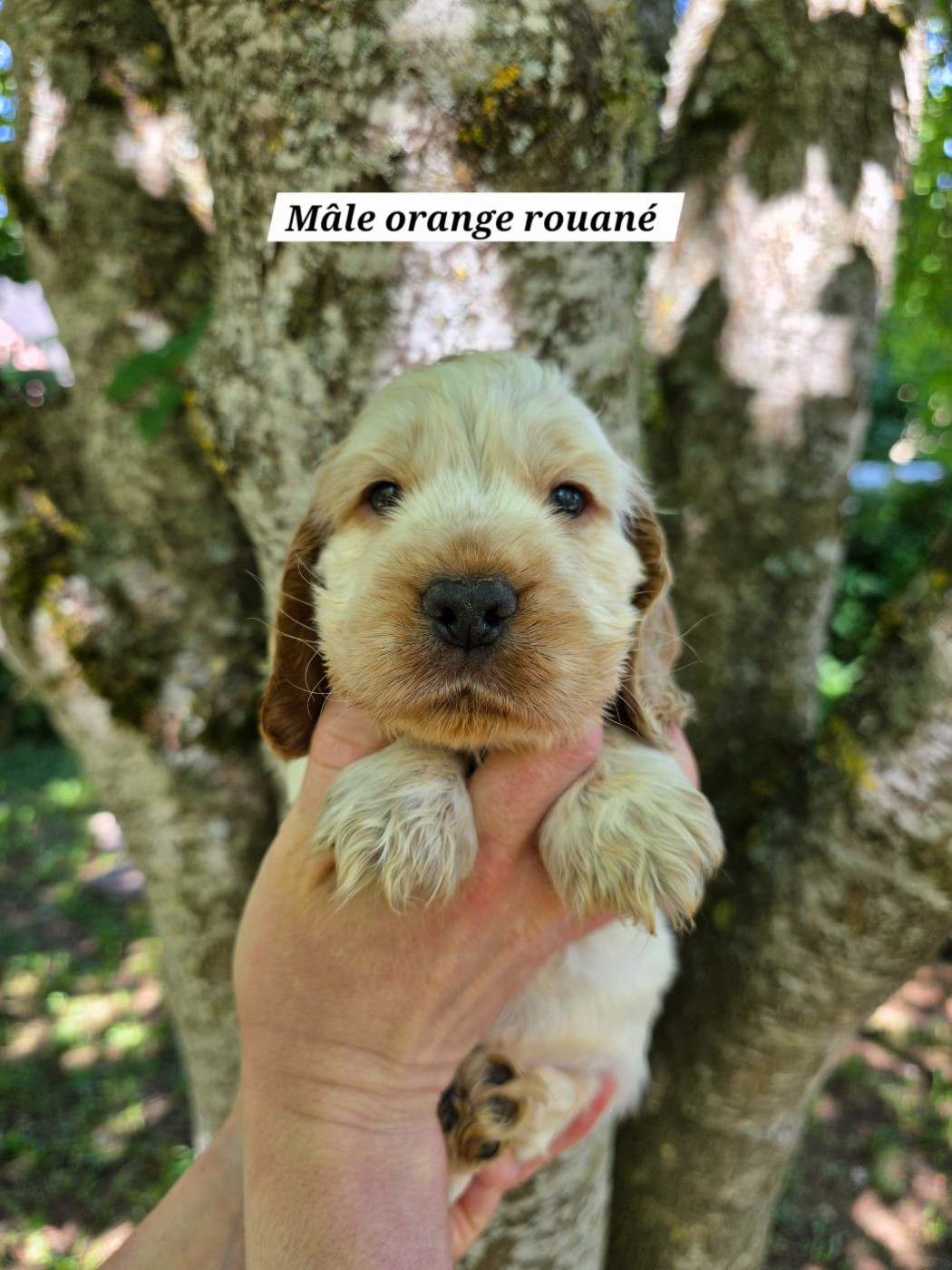 Du Domaine De L'Eternel Filou - Chiots disponibles - Cocker Spaniel Anglais