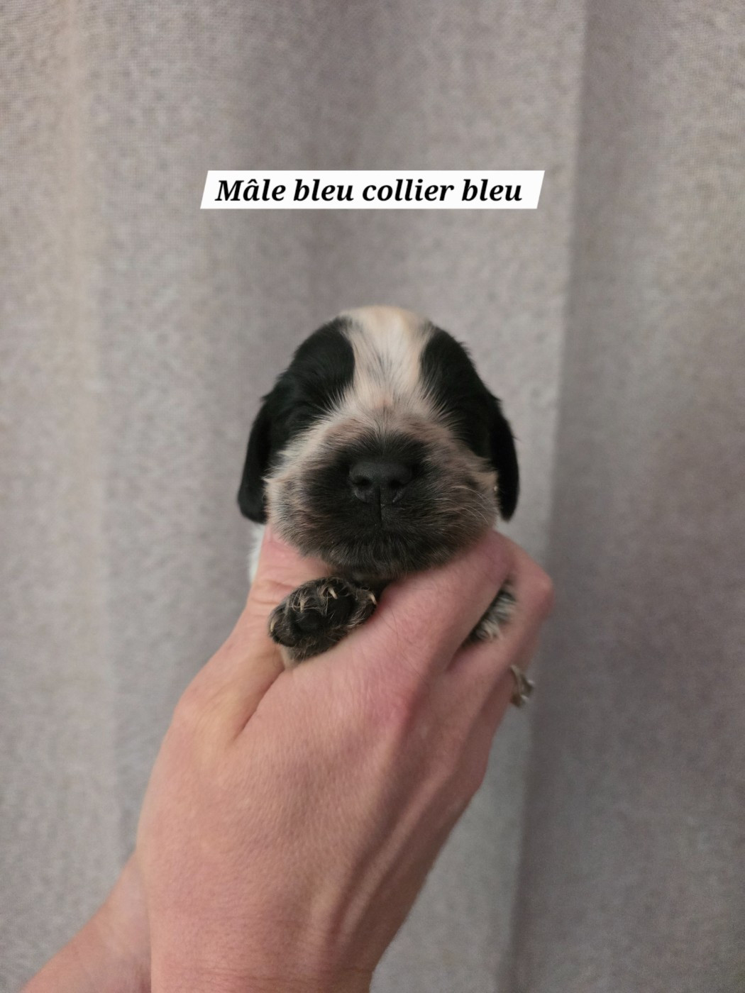 Du Domaine De L'Eternel Filou - Chiots disponibles - Cocker Spaniel Anglais