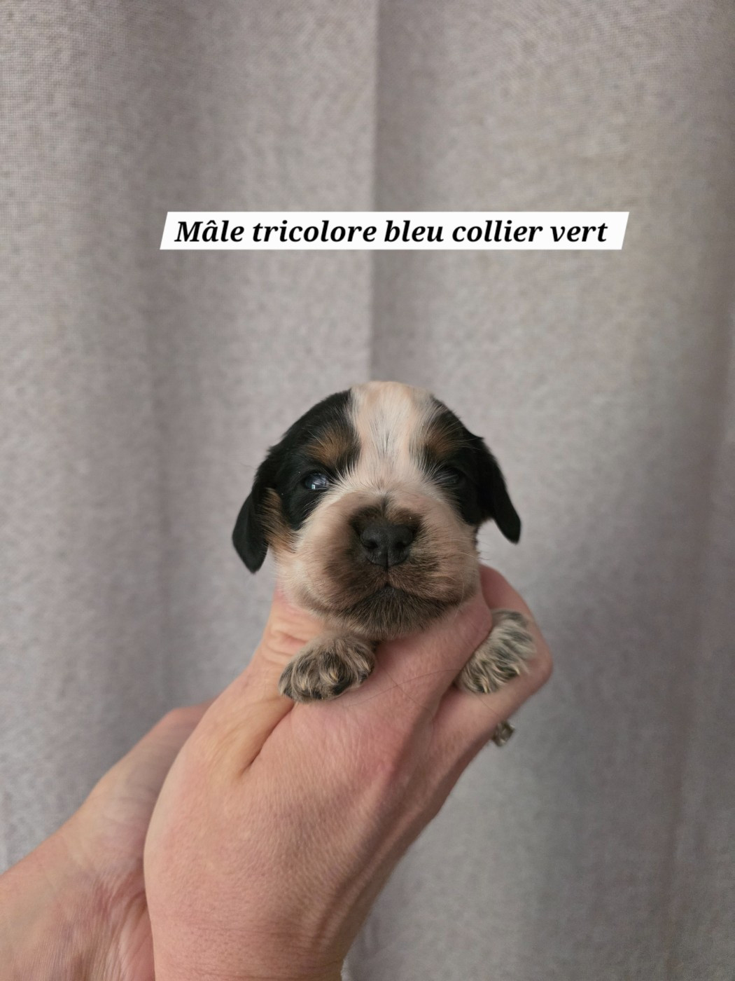 Du Domaine De L'Eternel Filou - Chiots disponibles - Cocker Spaniel Anglais