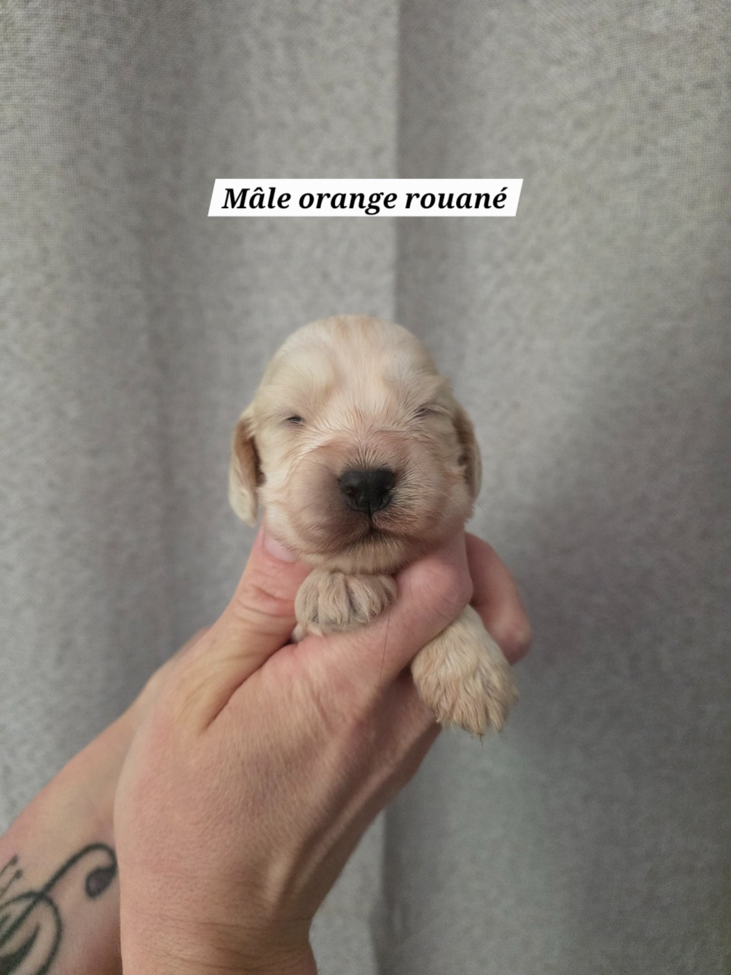 Du Domaine De L'Eternel Filou - Chiots disponibles - Cocker Spaniel Anglais