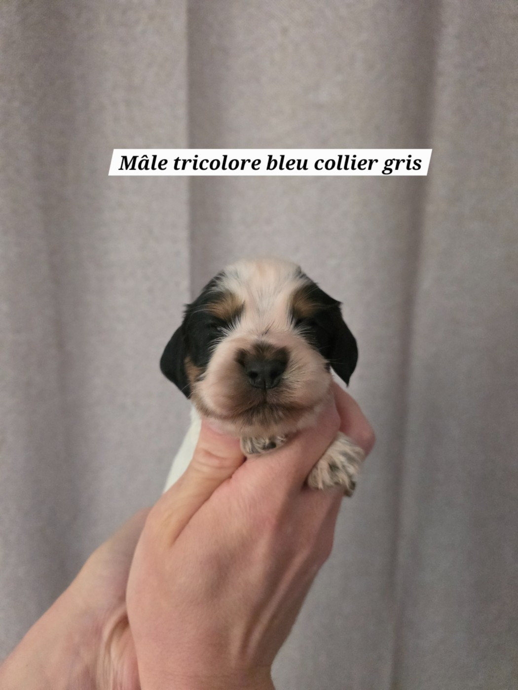 Du Domaine De L'Eternel Filou - Chiots disponibles - Cocker Spaniel Anglais