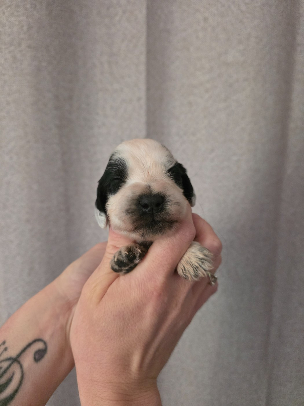 Du Domaine De L'Eternel Filou - Chiots disponibles - Cocker Spaniel Anglais