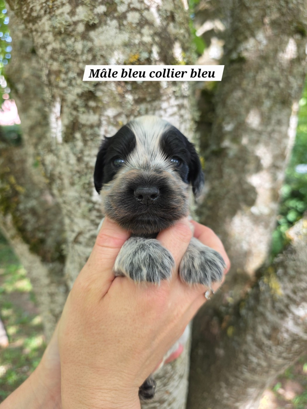 Du Domaine De L'Eternel Filou - Chiots disponibles - Cocker Spaniel Anglais