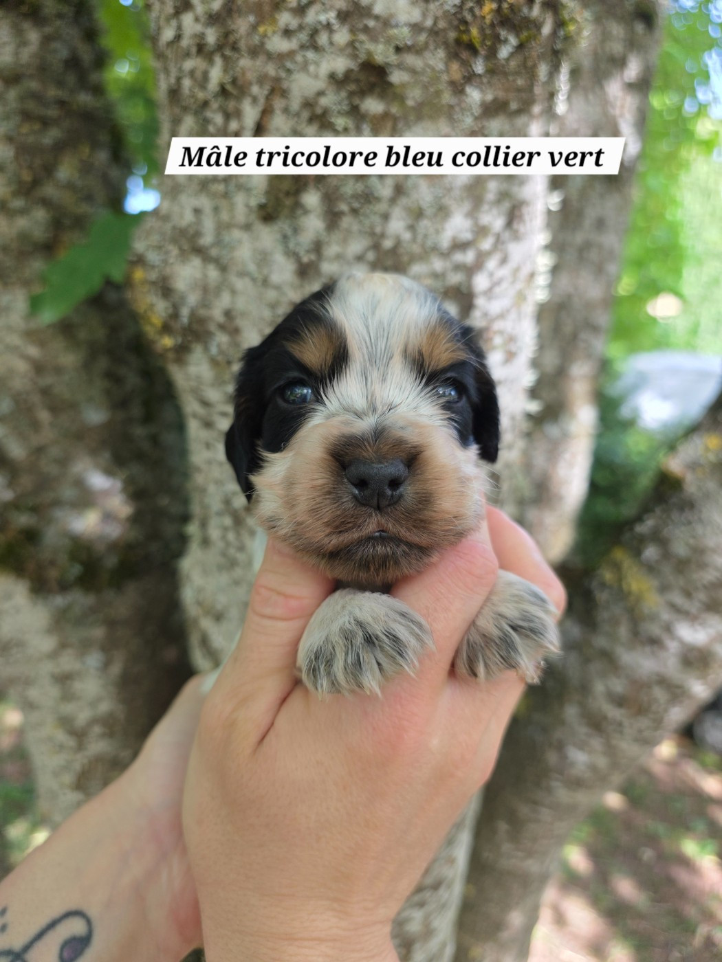 Du Domaine De L'Eternel Filou - Chiots disponibles - Cocker Spaniel Anglais
