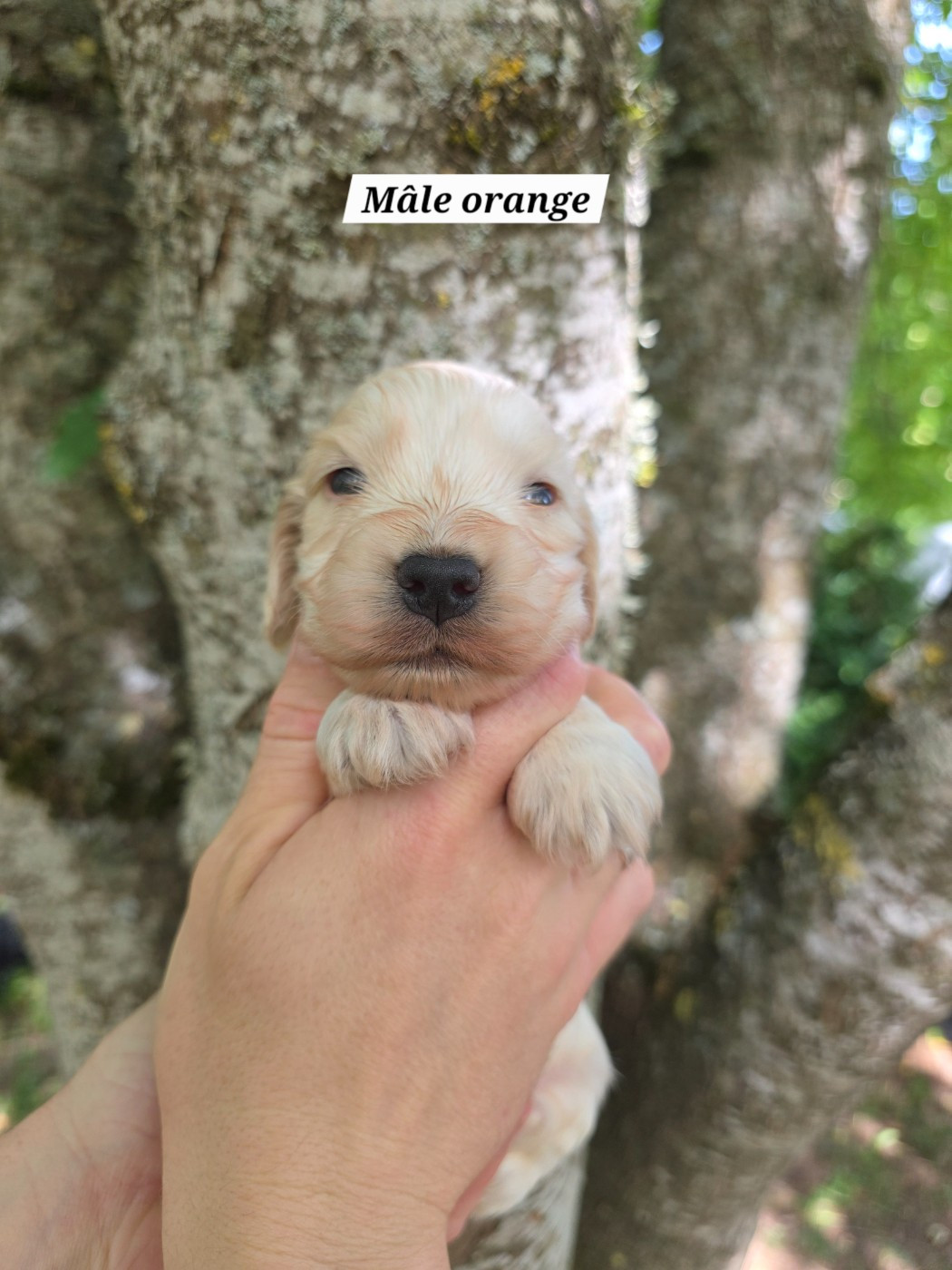 Du Domaine De L'Eternel Filou - Chiots disponibles - Cocker Spaniel Anglais