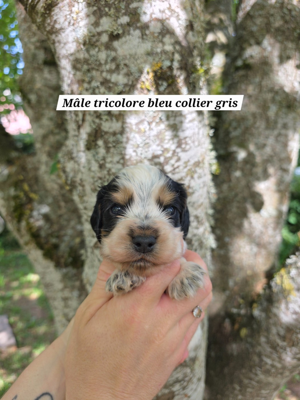 Du Domaine De L'Eternel Filou - Chiots disponibles - Cocker Spaniel Anglais
