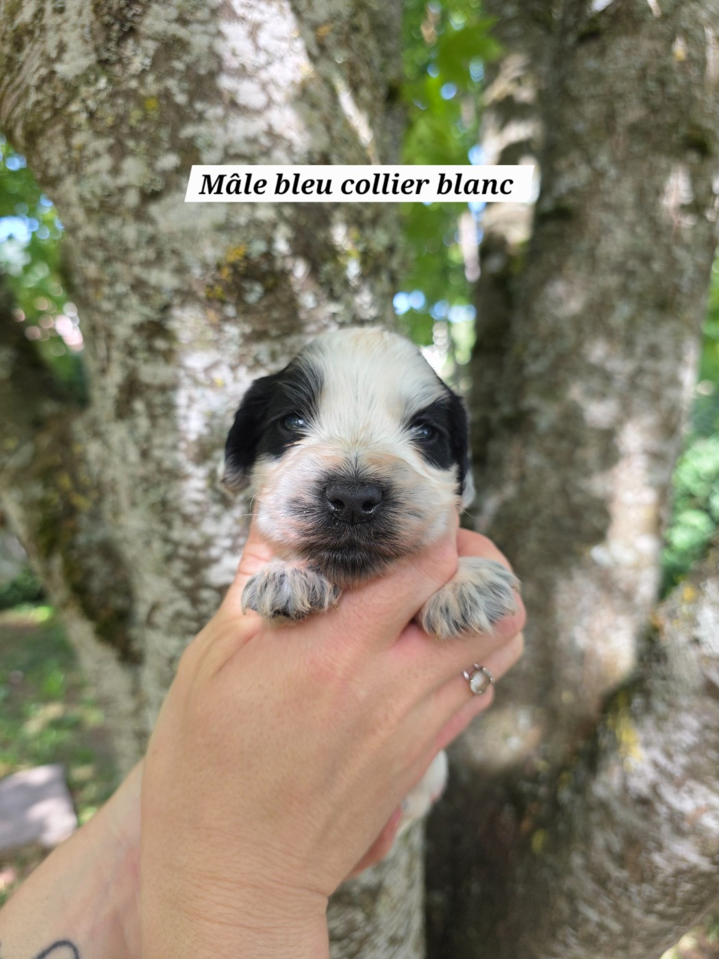 Du Domaine De L'Eternel Filou - Chiots disponibles - Cocker Spaniel Anglais