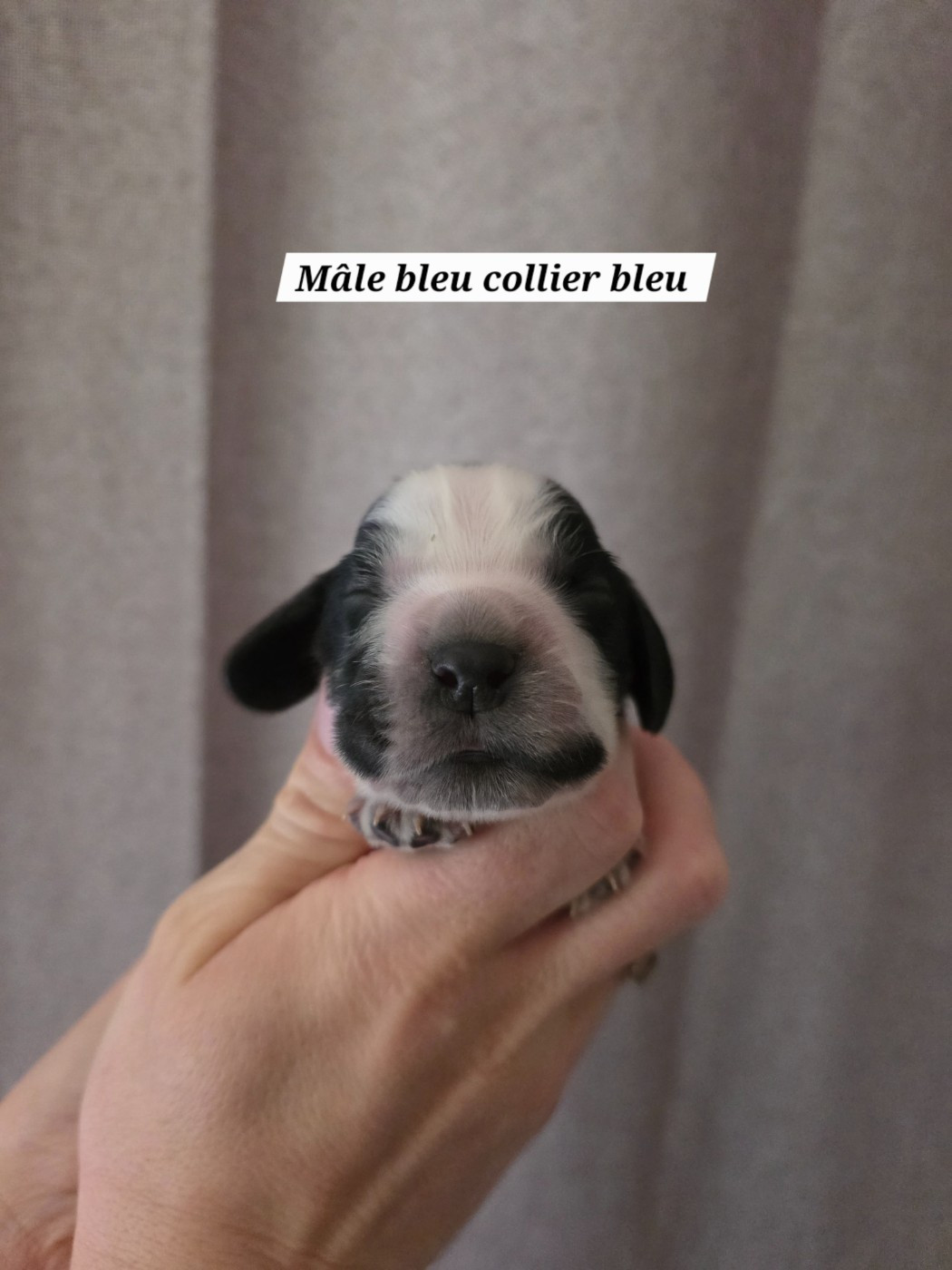Du Domaine De L'Eternel Filou - Chiots disponibles - Cocker Spaniel Anglais