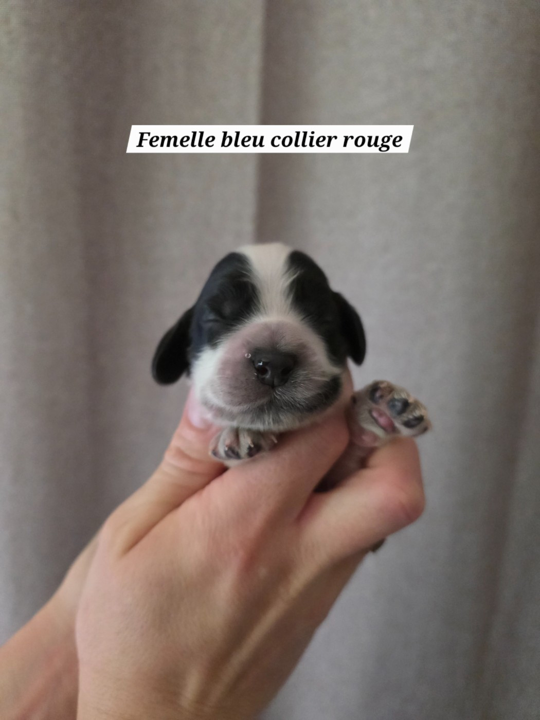Du Domaine De L'Eternel Filou - Chiots disponibles - Cocker Spaniel Anglais