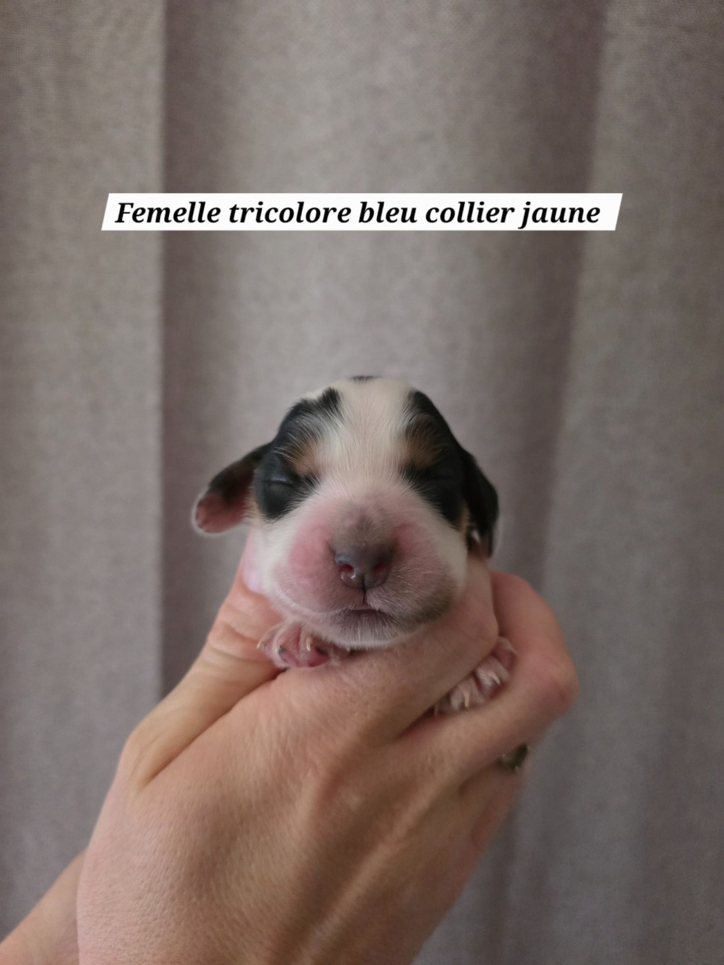 Du Domaine De L'Eternel Filou - Chiots disponibles - Cocker Spaniel Anglais