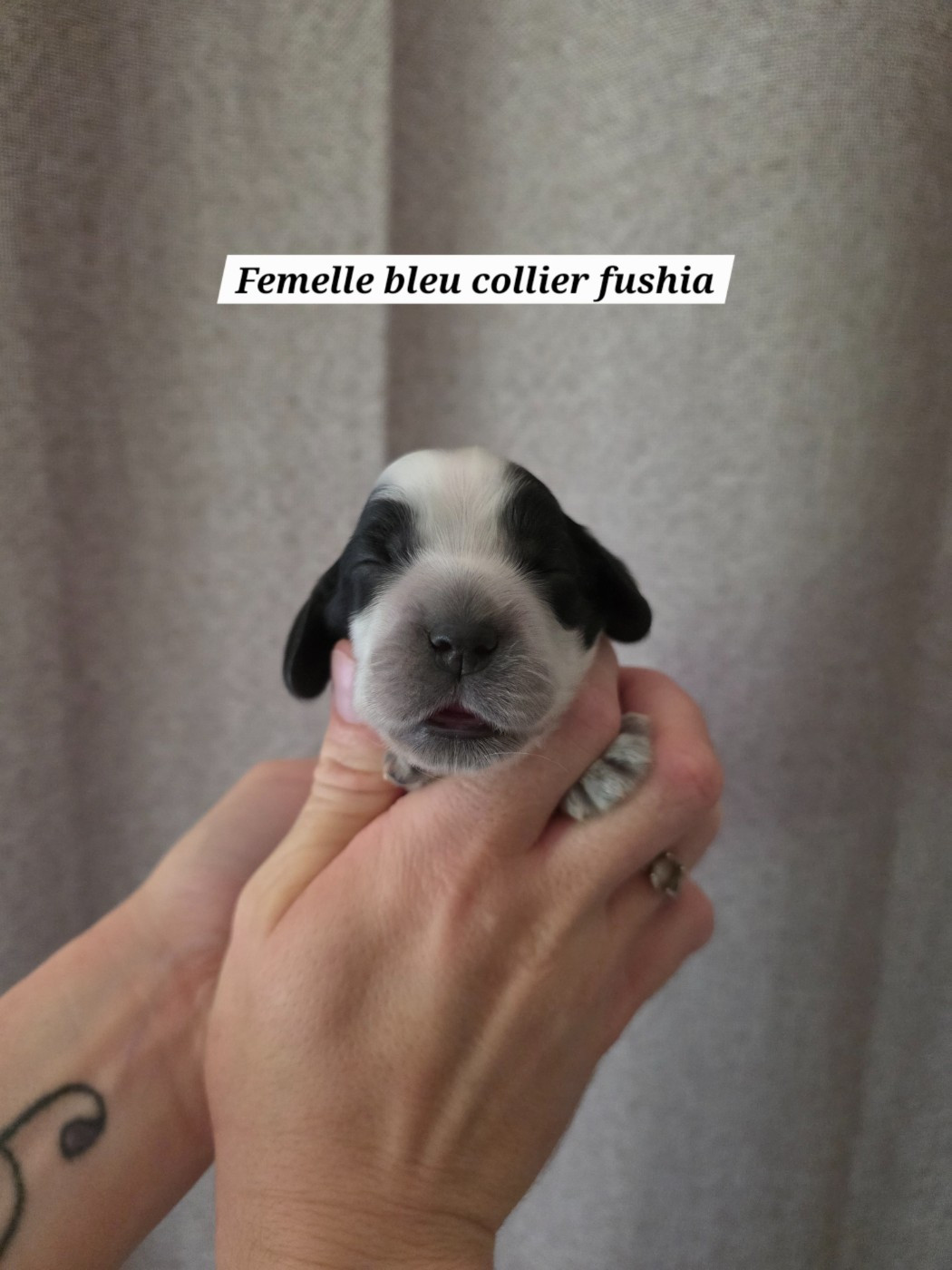 Du Domaine De L'Eternel Filou - Chiots disponibles - Cocker Spaniel Anglais