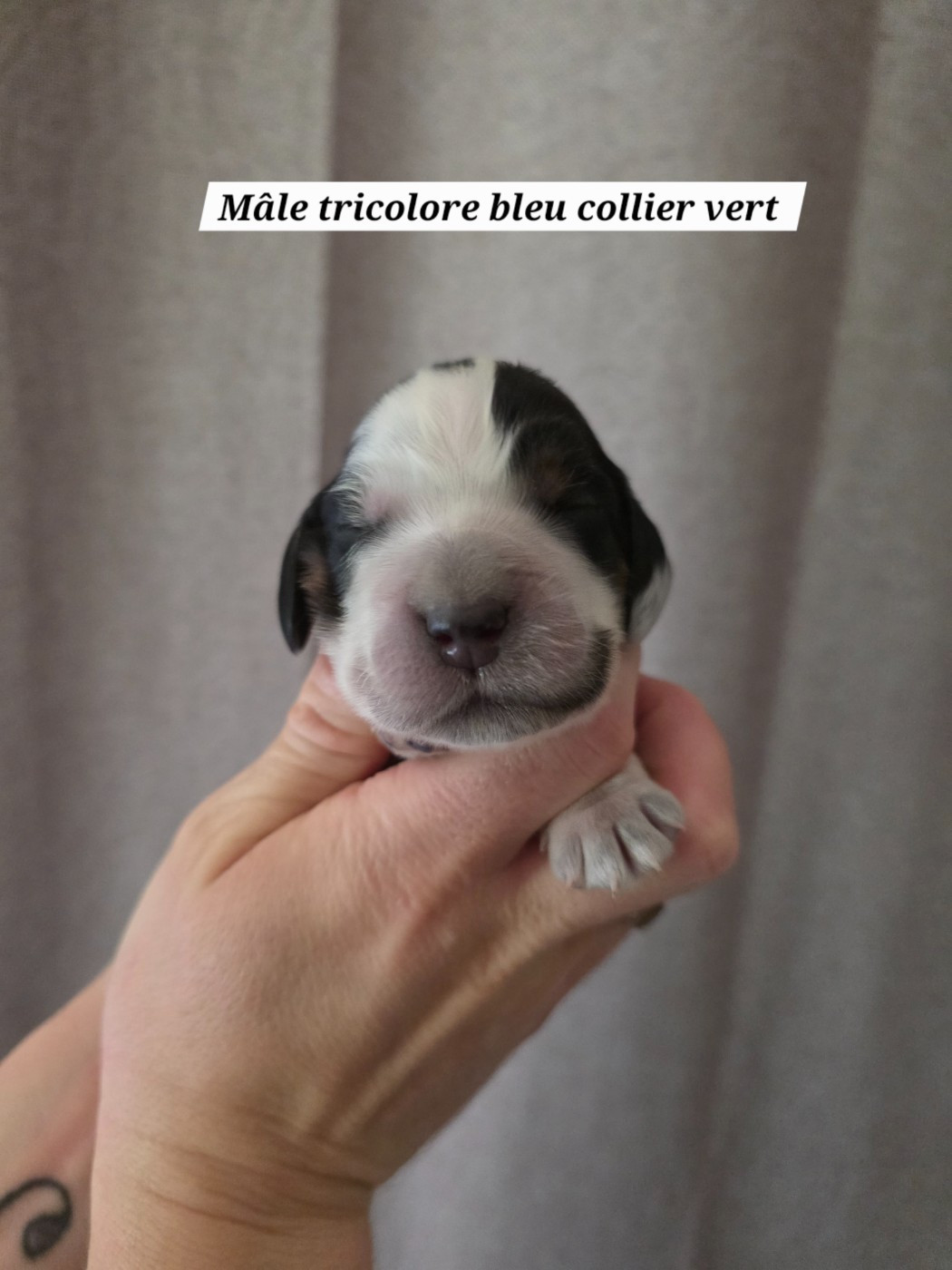 Du Domaine De L'Eternel Filou - Chiots disponibles - Cocker Spaniel Anglais