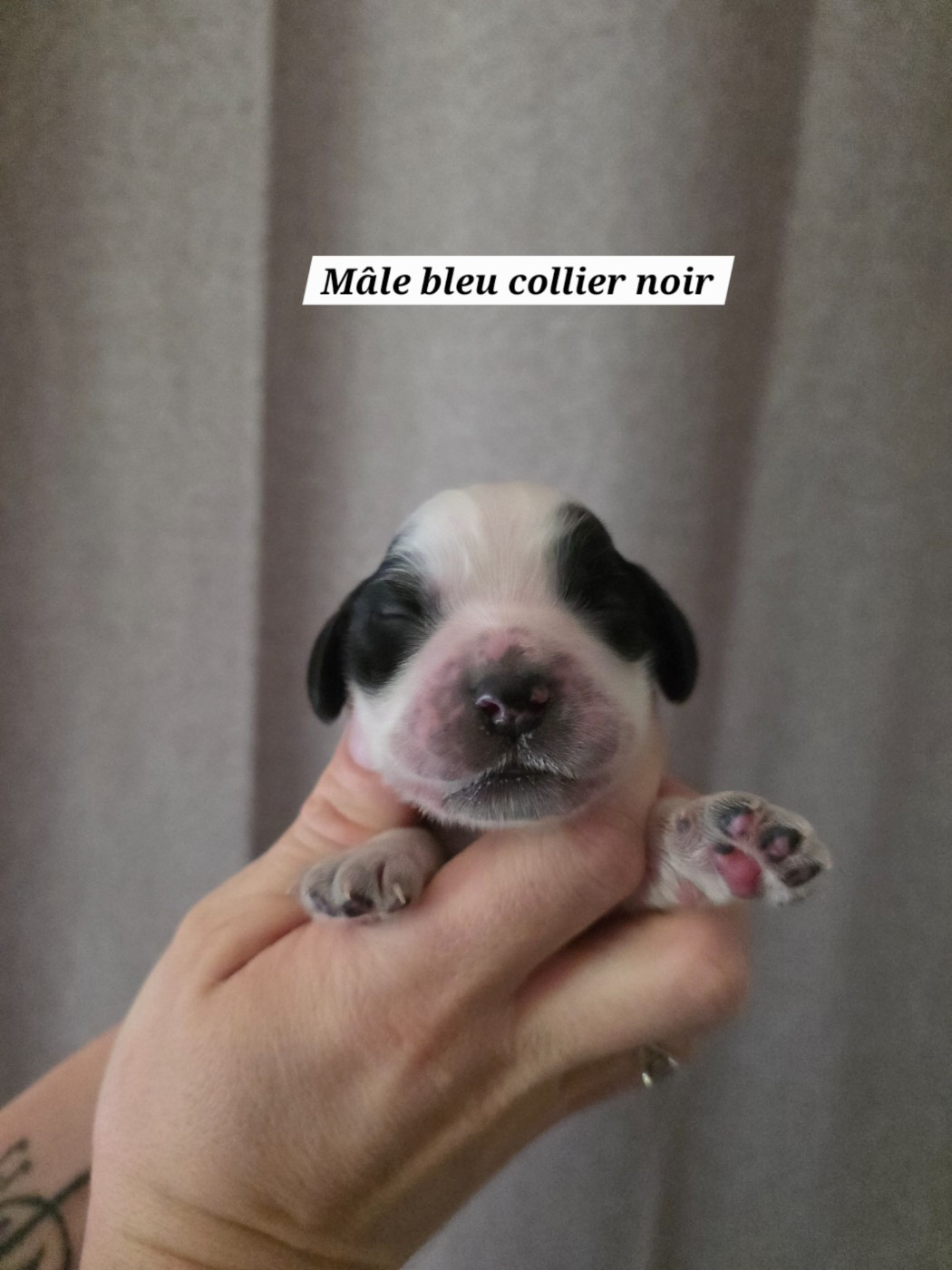 Du Domaine De L'Eternel Filou - Chiots disponibles - Cocker Spaniel Anglais