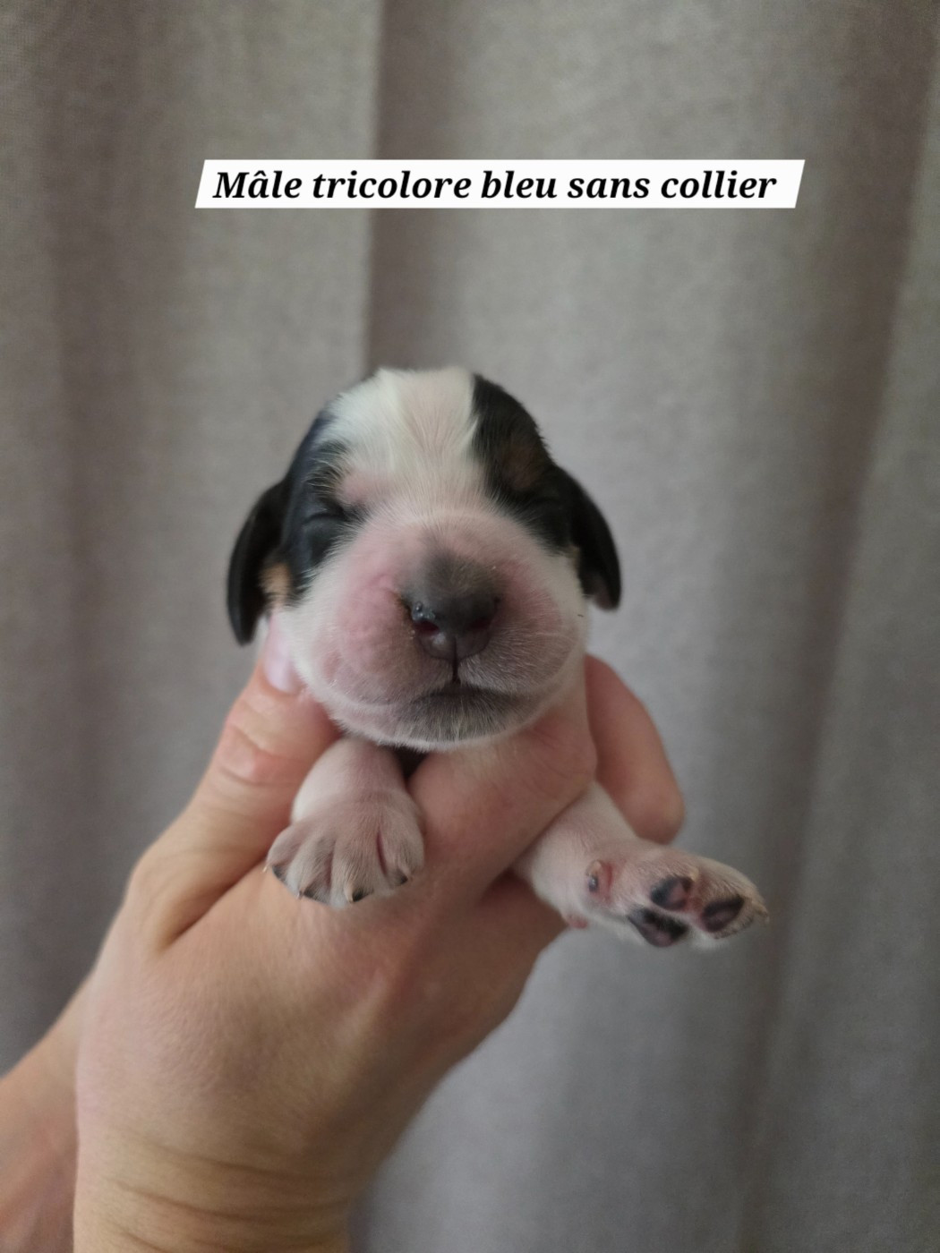 Du Domaine De L'Eternel Filou - Chiots disponibles - Cocker Spaniel Anglais