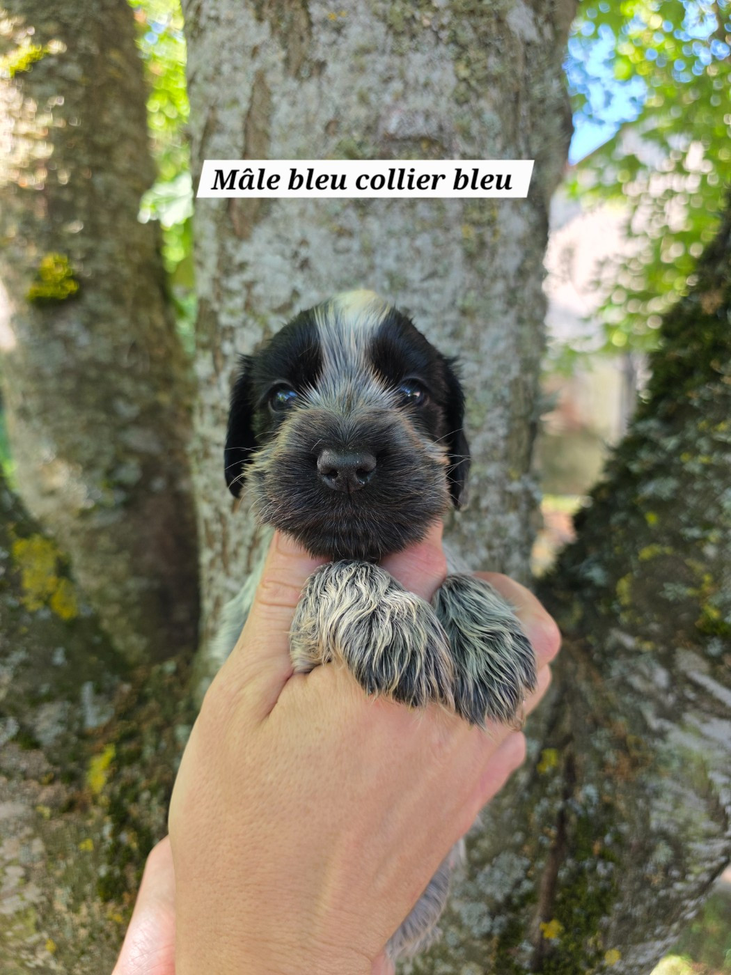 Du Domaine De L'Eternel Filou - Chiots disponibles - Cocker Spaniel Anglais