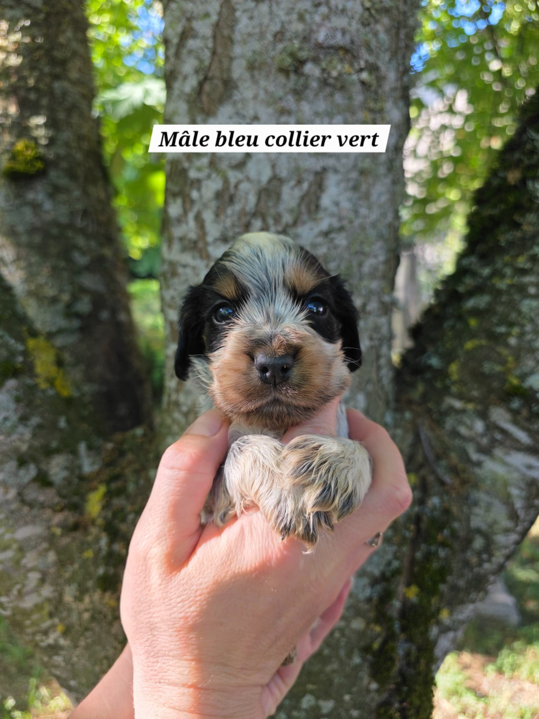 Du Domaine De L'Eternel Filou - Chiots disponibles - Cocker Spaniel Anglais