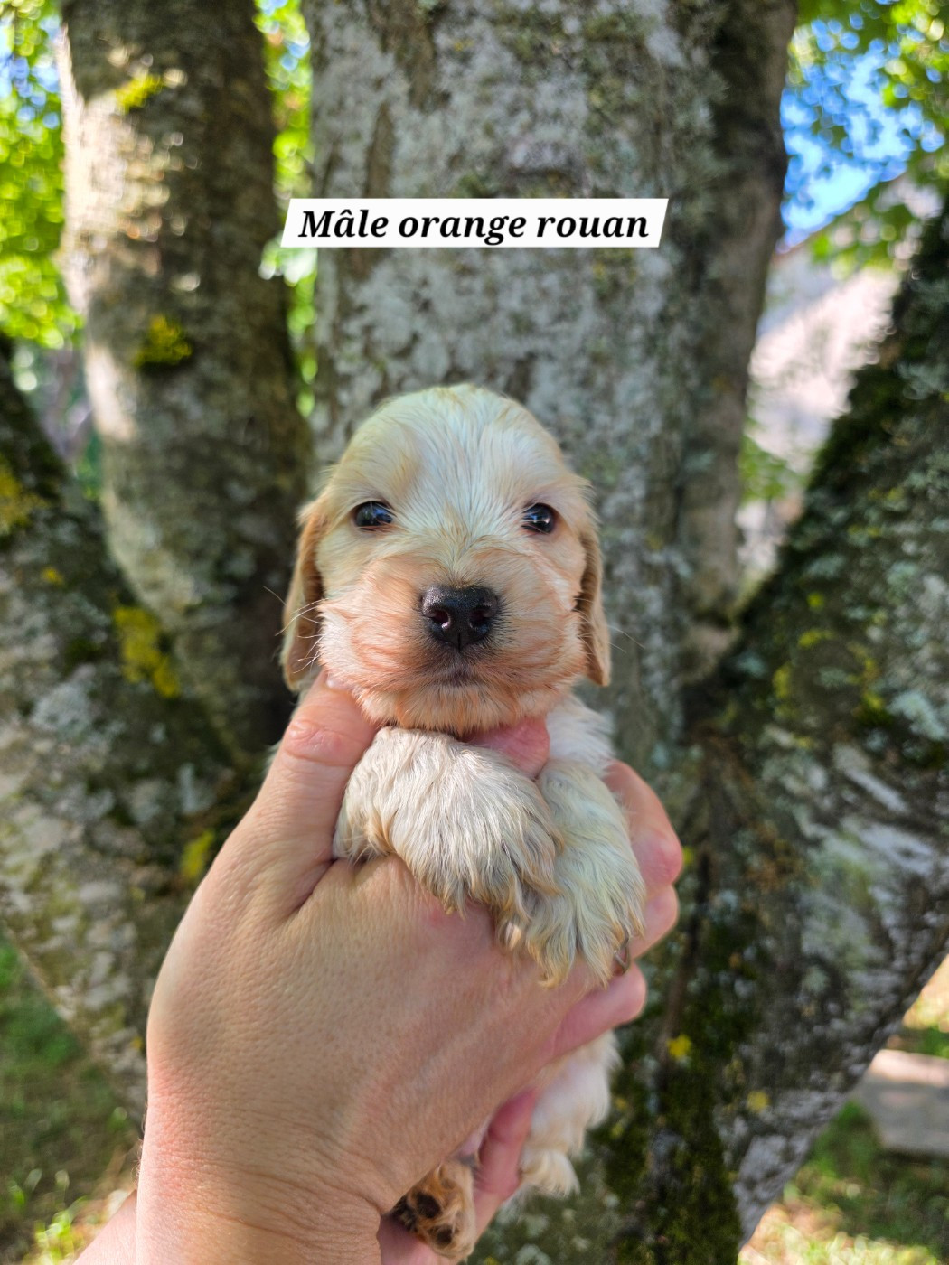 Du Domaine De L'Eternel Filou - Chiots disponibles - Cocker Spaniel Anglais