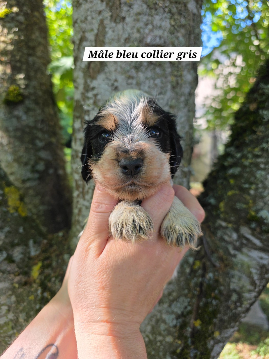 Du Domaine De L'Eternel Filou - Chiots disponibles - Cocker Spaniel Anglais