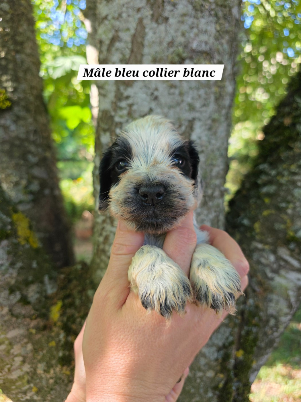 Du Domaine De L'Eternel Filou - Chiots disponibles - Cocker Spaniel Anglais