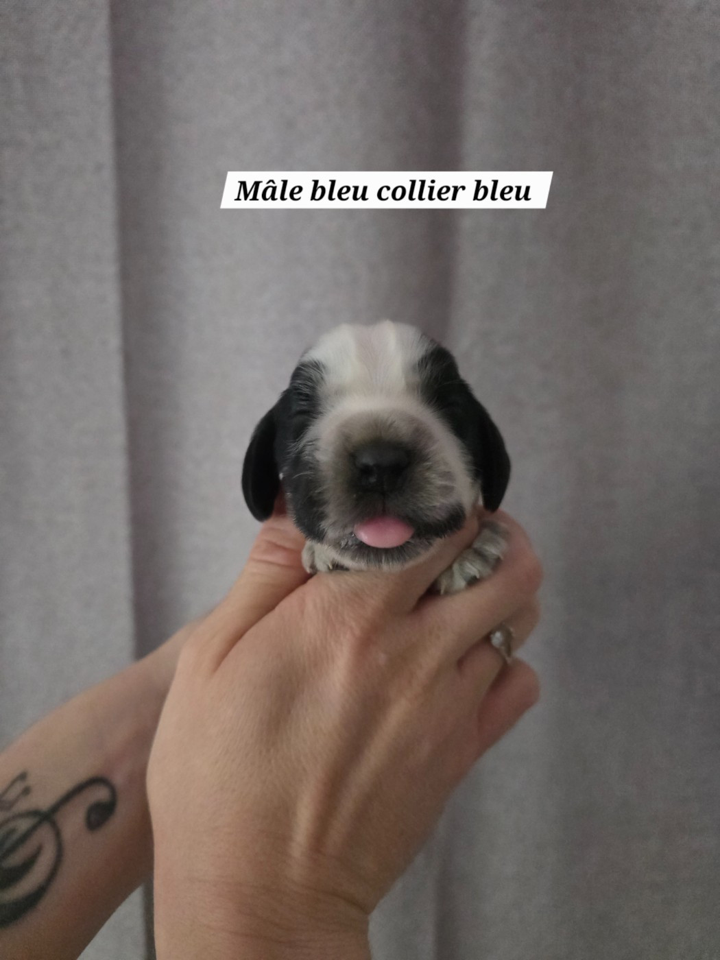 Du Domaine De L'Eternel Filou - Chiots disponibles - Cocker Spaniel Anglais