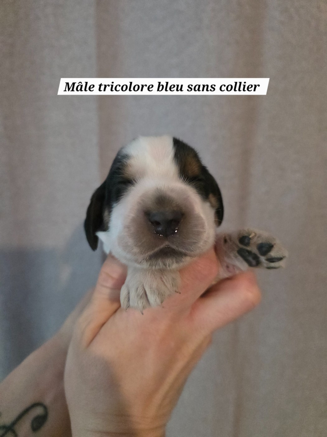 Du Domaine De L'Eternel Filou - Chiots disponibles - Cocker Spaniel Anglais