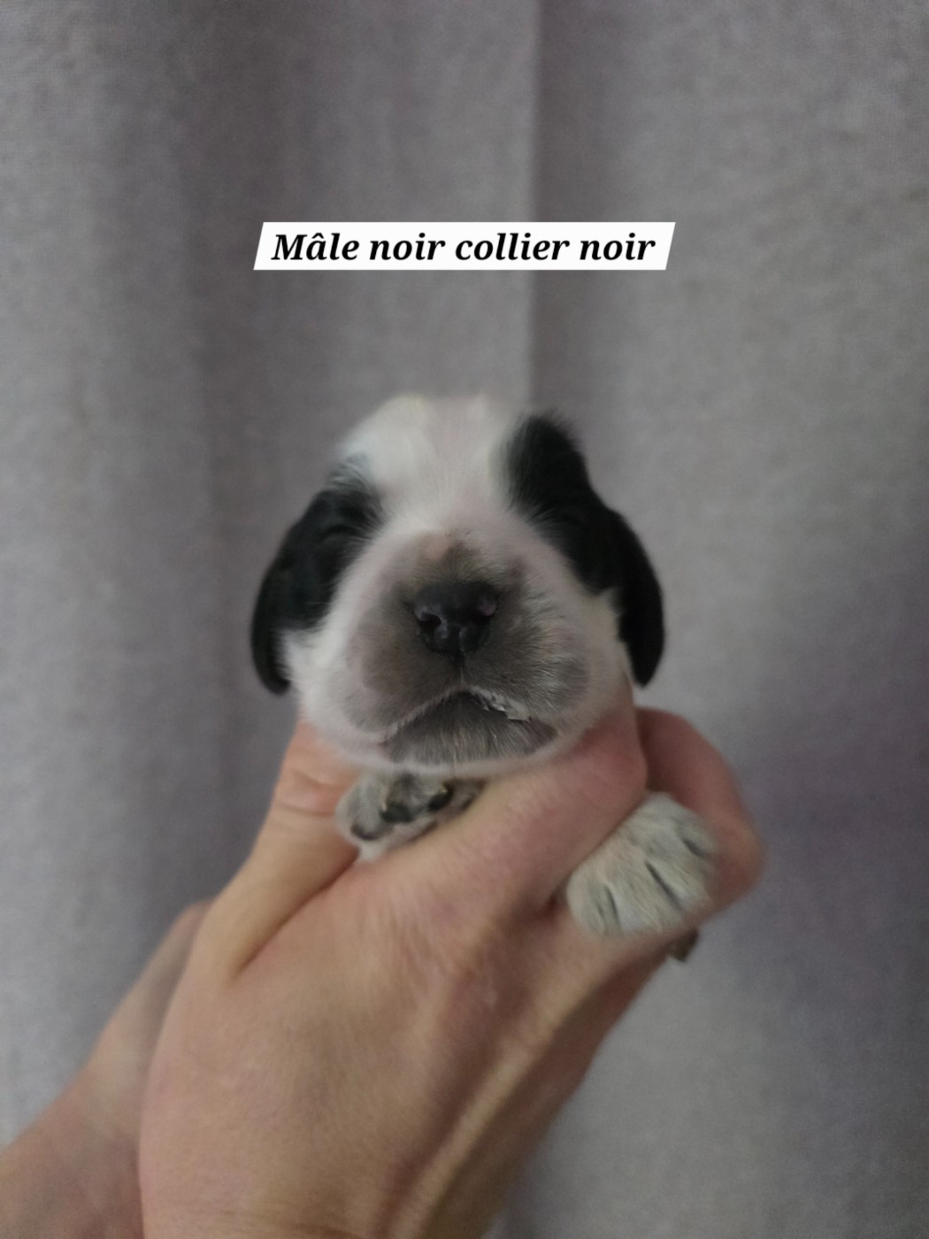 Du Domaine De L'Eternel Filou - Chiots disponibles - Cocker Spaniel Anglais