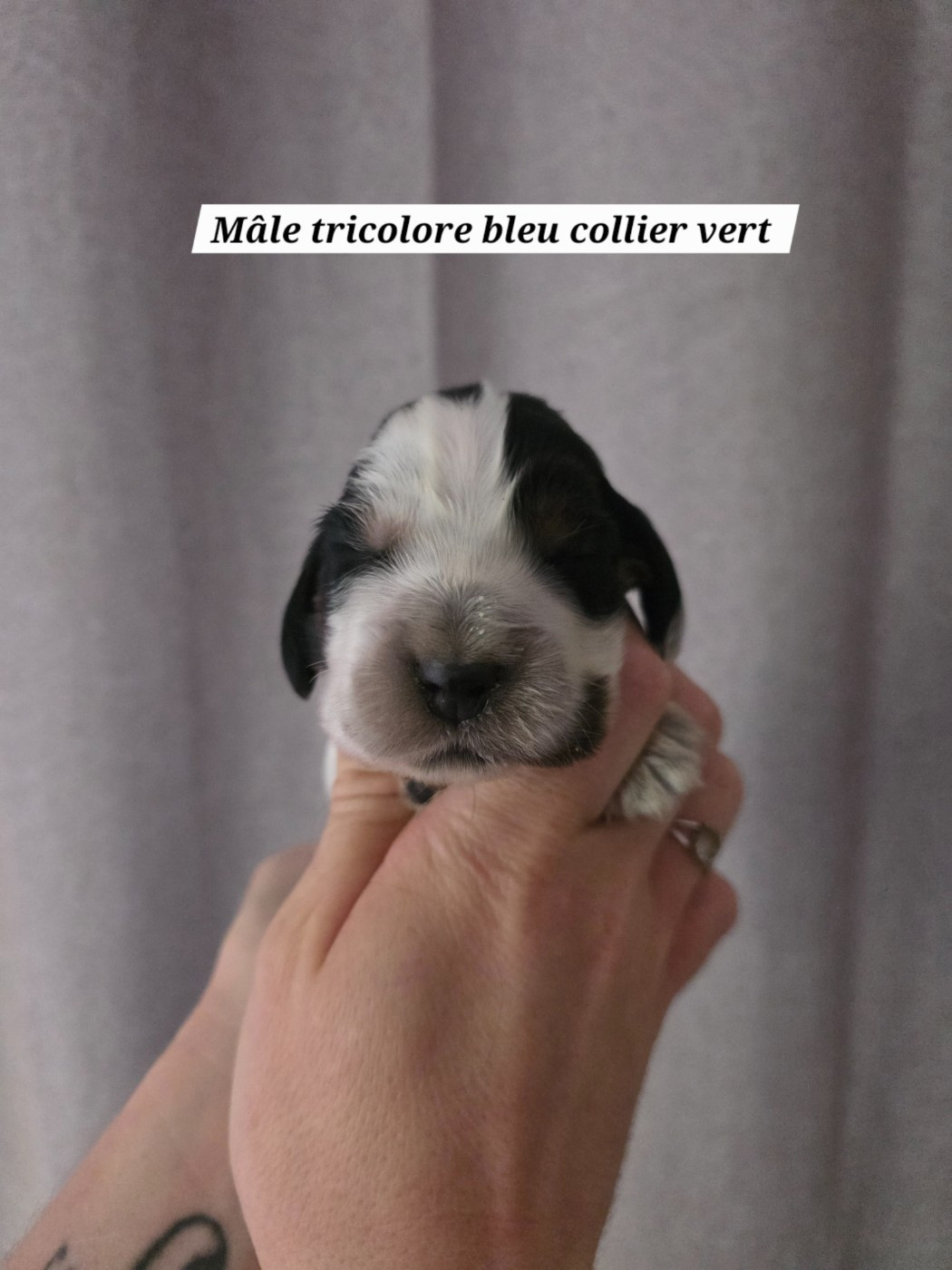 Du Domaine De L'Eternel Filou - Chiots disponibles - Cocker Spaniel Anglais