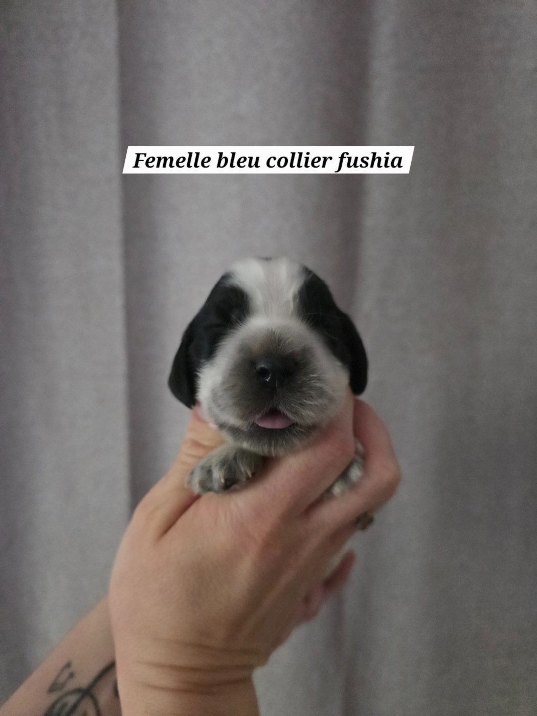 Du Domaine De L'Eternel Filou - Chiots disponibles - Cocker Spaniel Anglais