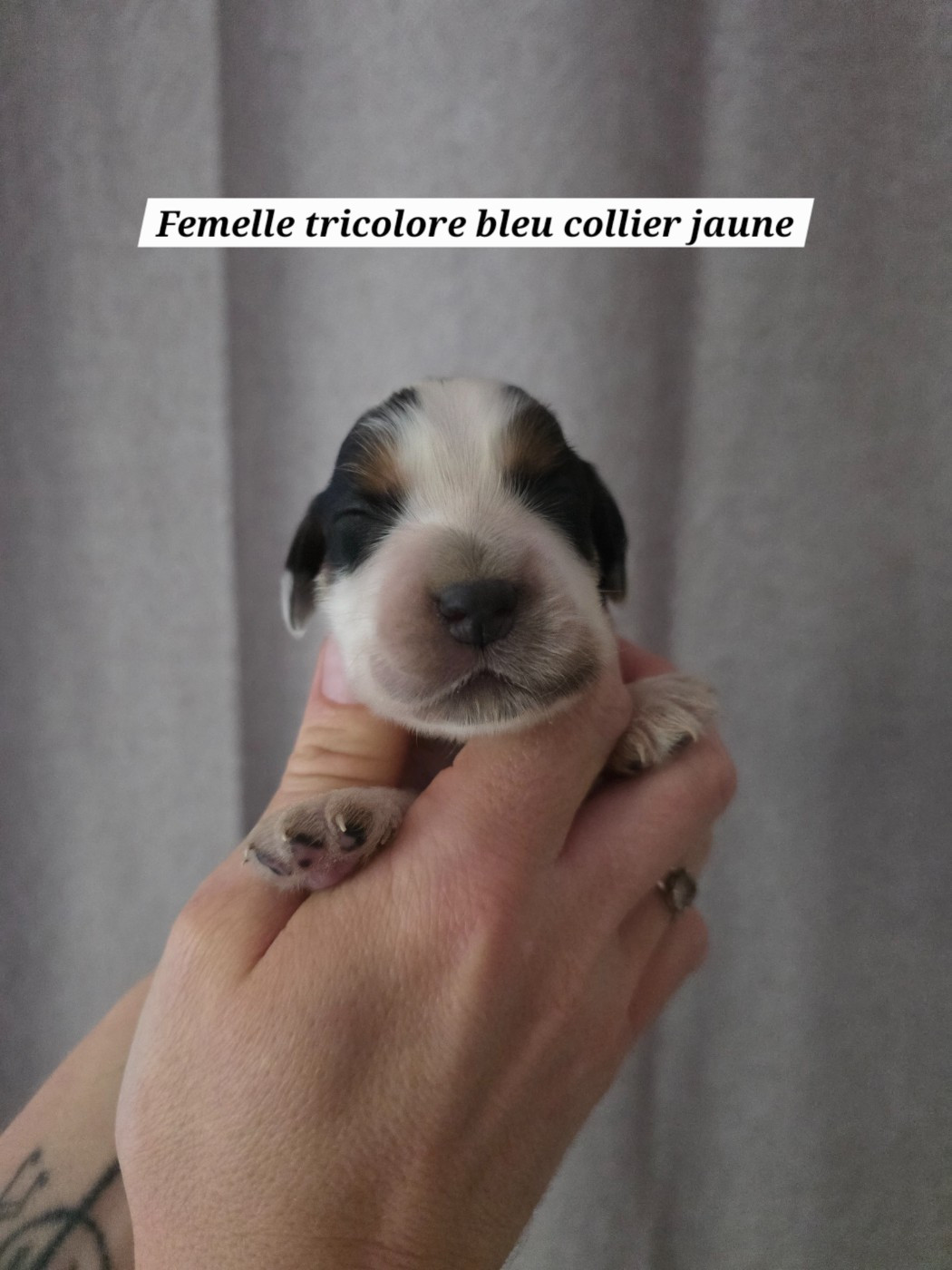 Du Domaine De L'Eternel Filou - Chiots disponibles - Cocker Spaniel Anglais