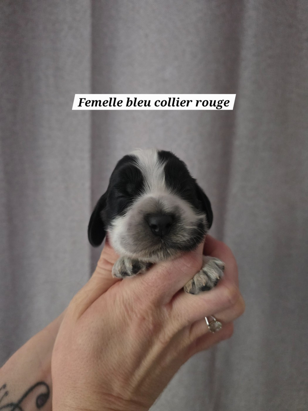 Du Domaine De L'Eternel Filou - Chiots disponibles - Cocker Spaniel Anglais