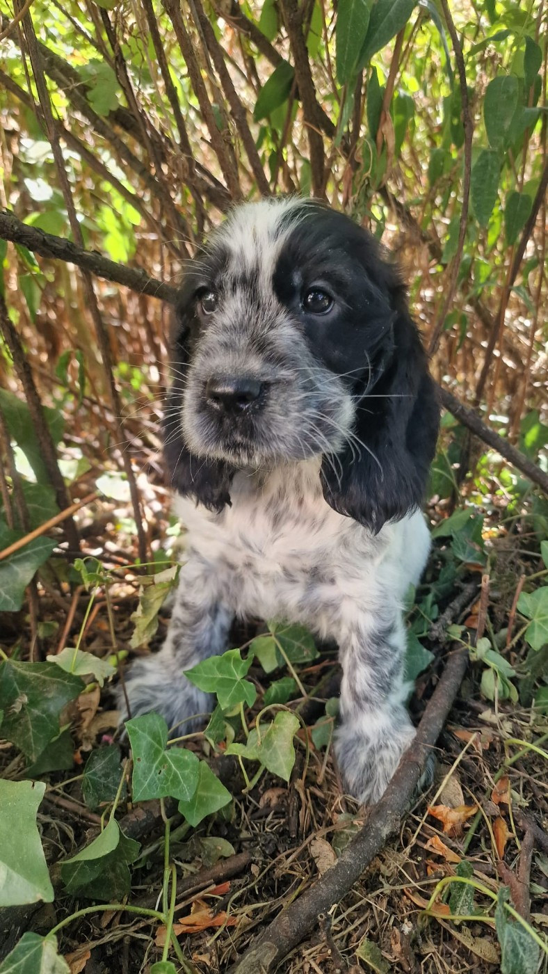 Du Domaine De L'Eternel Filou - Chiots disponibles - Cocker Spaniel Anglais