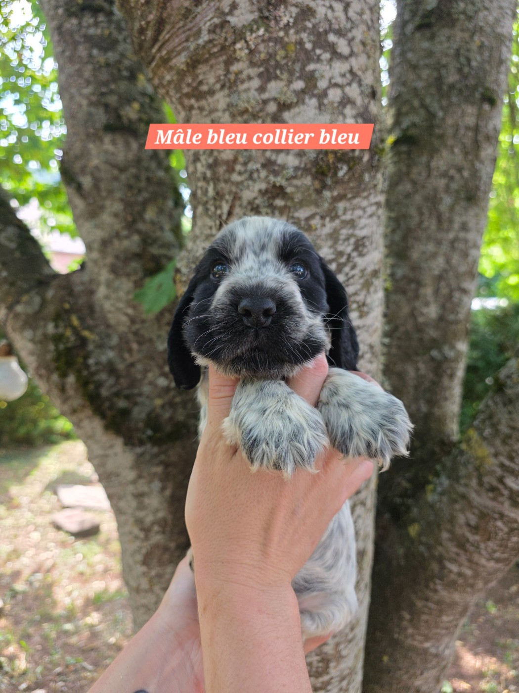 Du Domaine De L'Eternel Filou - Chiots disponibles - Cocker Spaniel Anglais