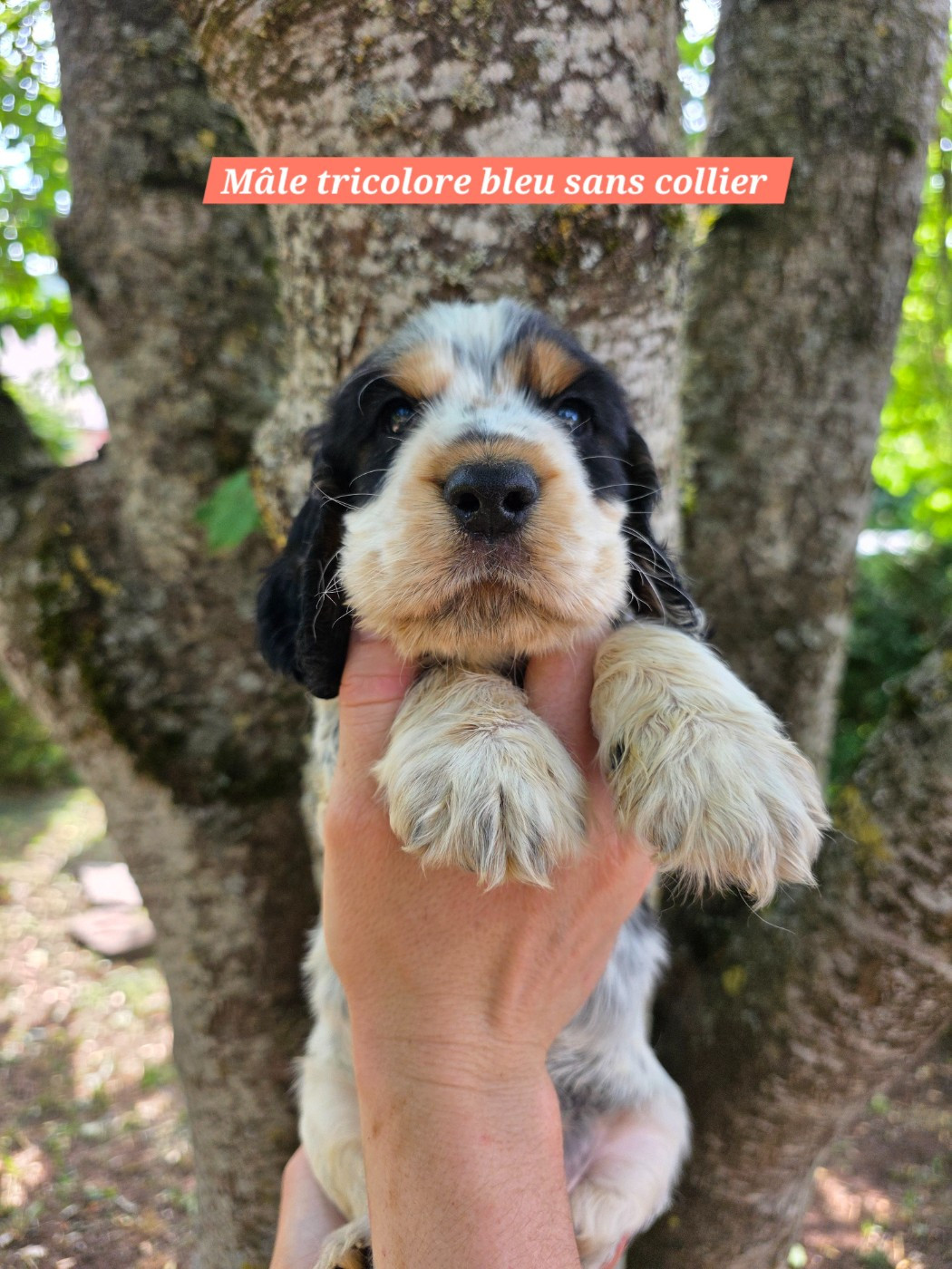 Du Domaine De L'Eternel Filou - Chiots disponibles - Cocker Spaniel Anglais