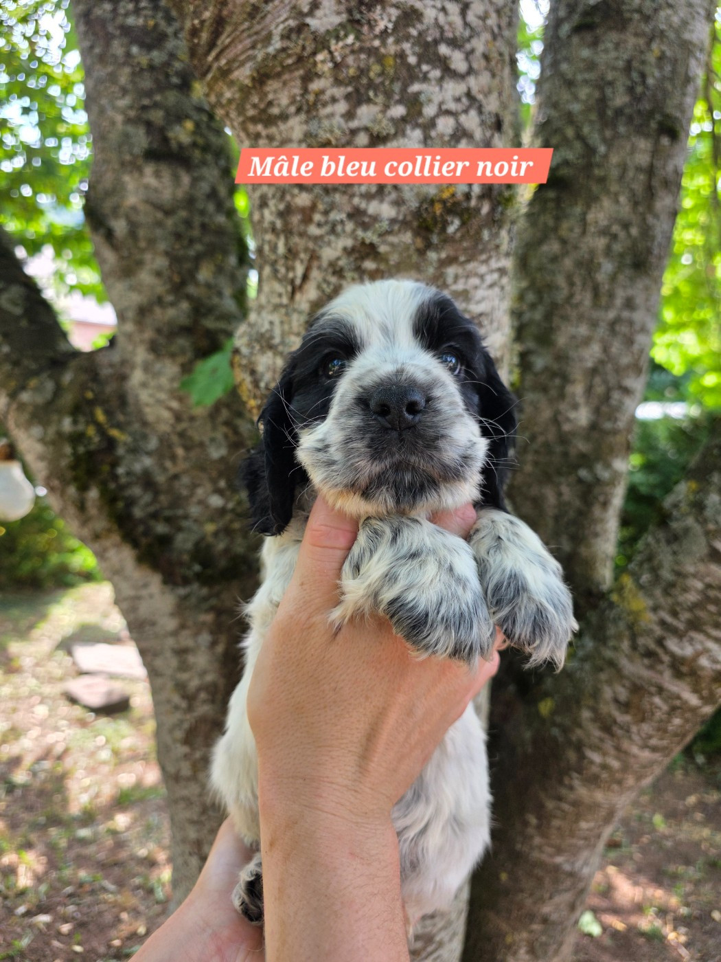Du Domaine De L'Eternel Filou - Chiots disponibles - Cocker Spaniel Anglais